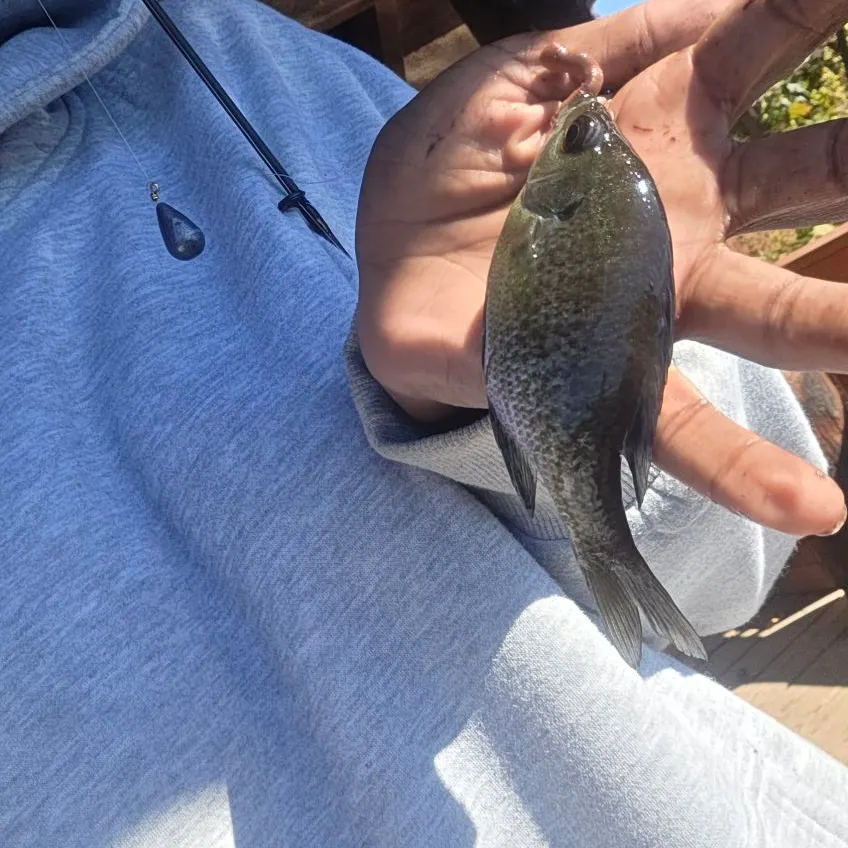 Bluegill caught on Fishbrain