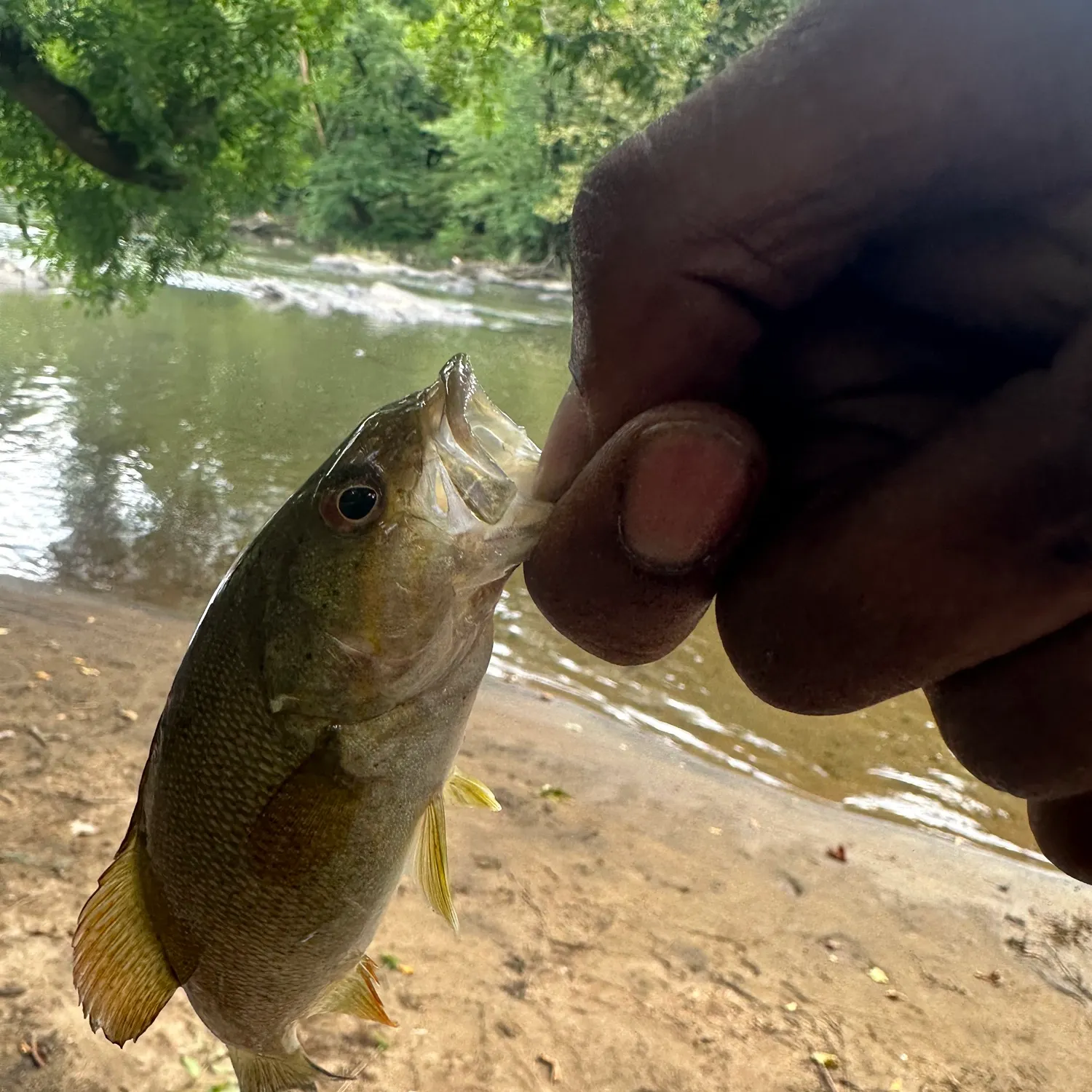 Smallmouth bass caught on Fishbrain