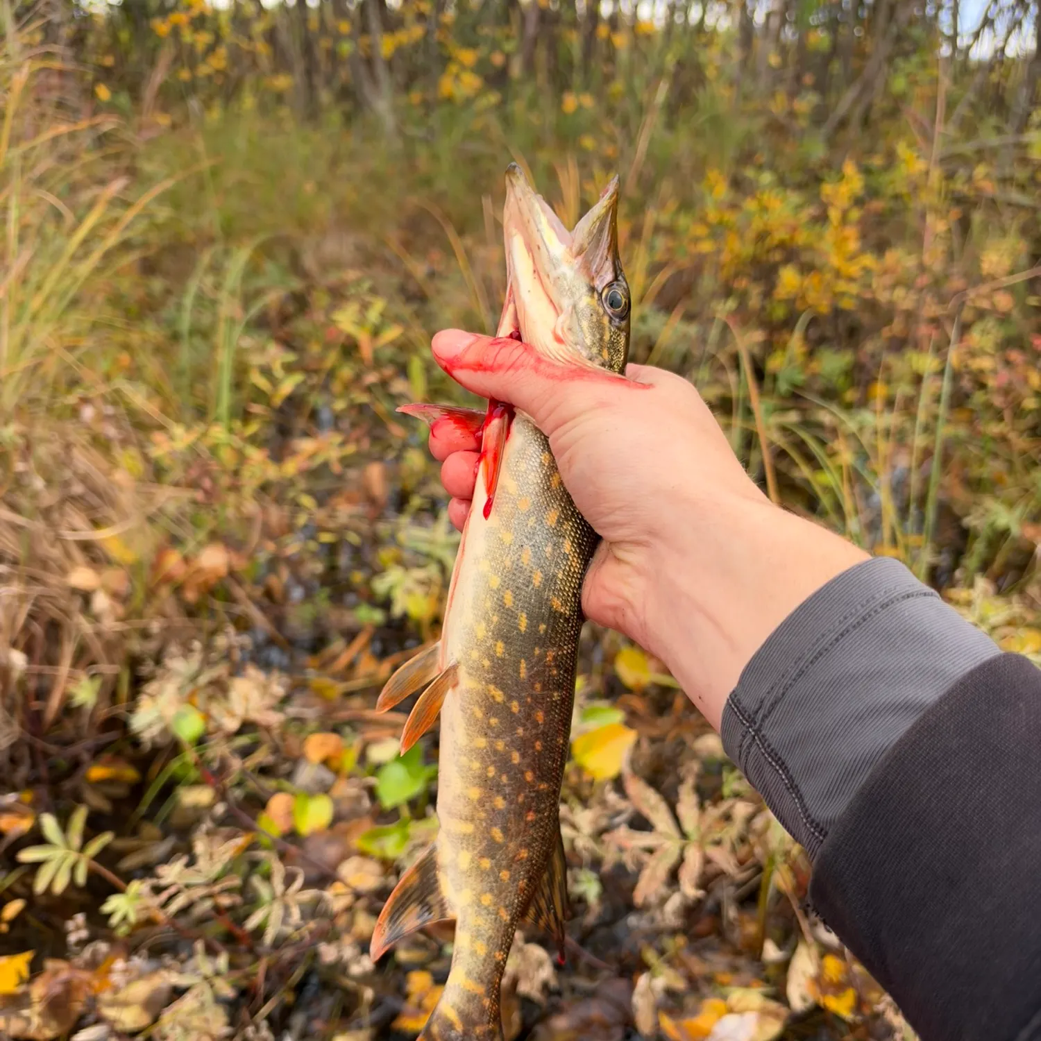 Northern pike caught on Fishbrain