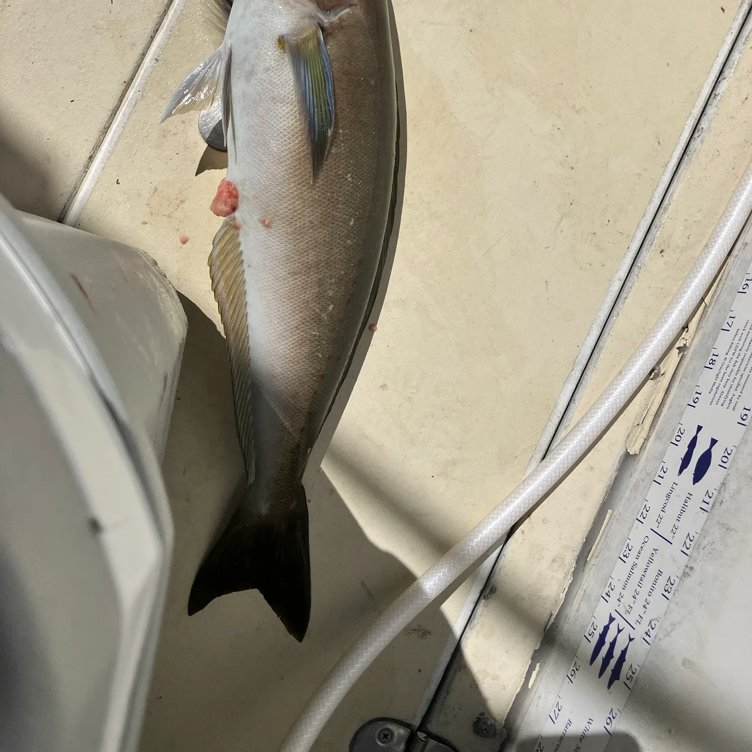 The most recent Ocean whitefish catches on Fishbrain