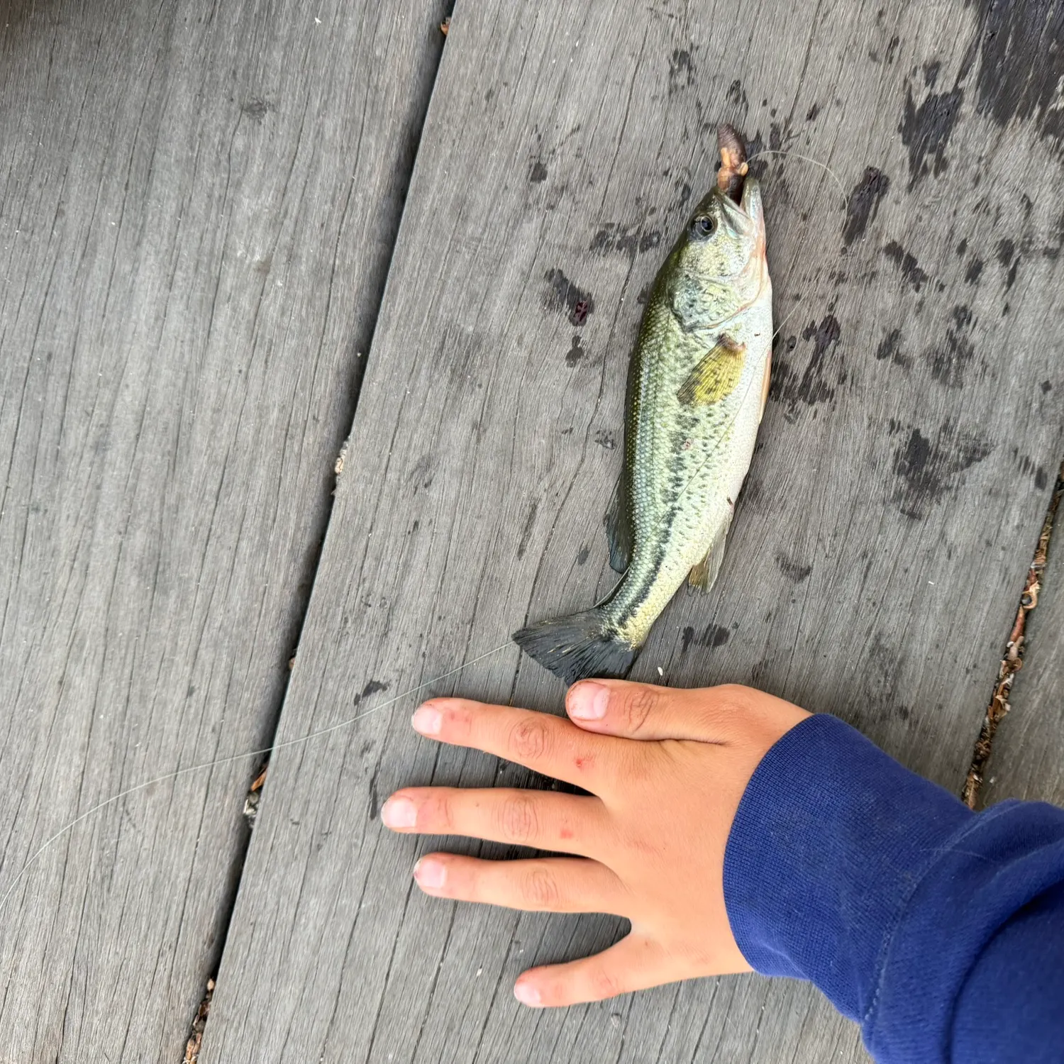 The most recent Meanmouth bass catches on Fishbrain