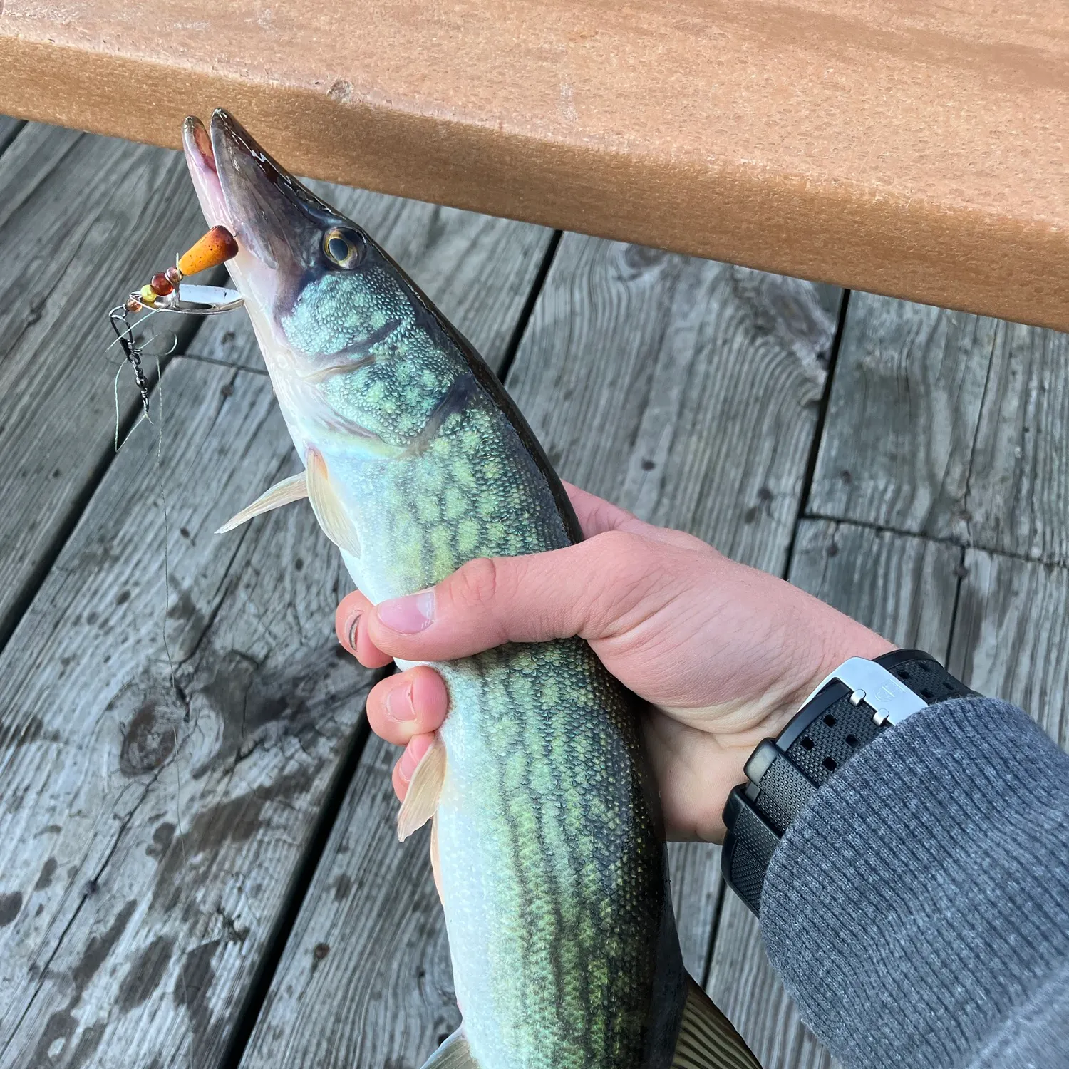 Chain pickerel caught on Fishbrain