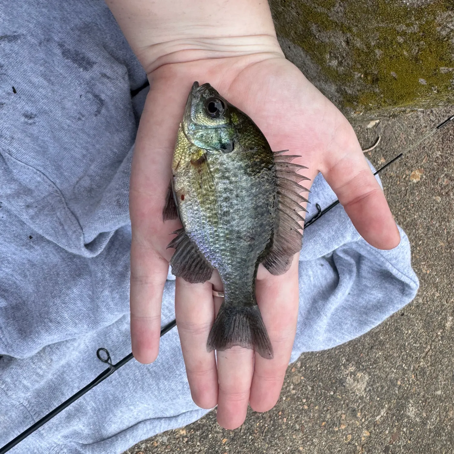Bluegill caught on Fishbrain