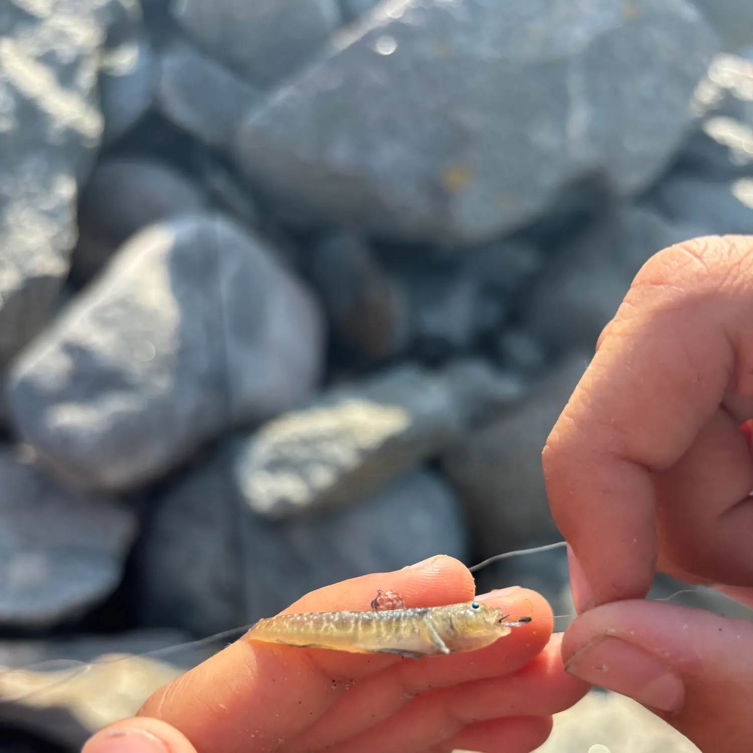 The most recent Painted goby catches on Fishbrain