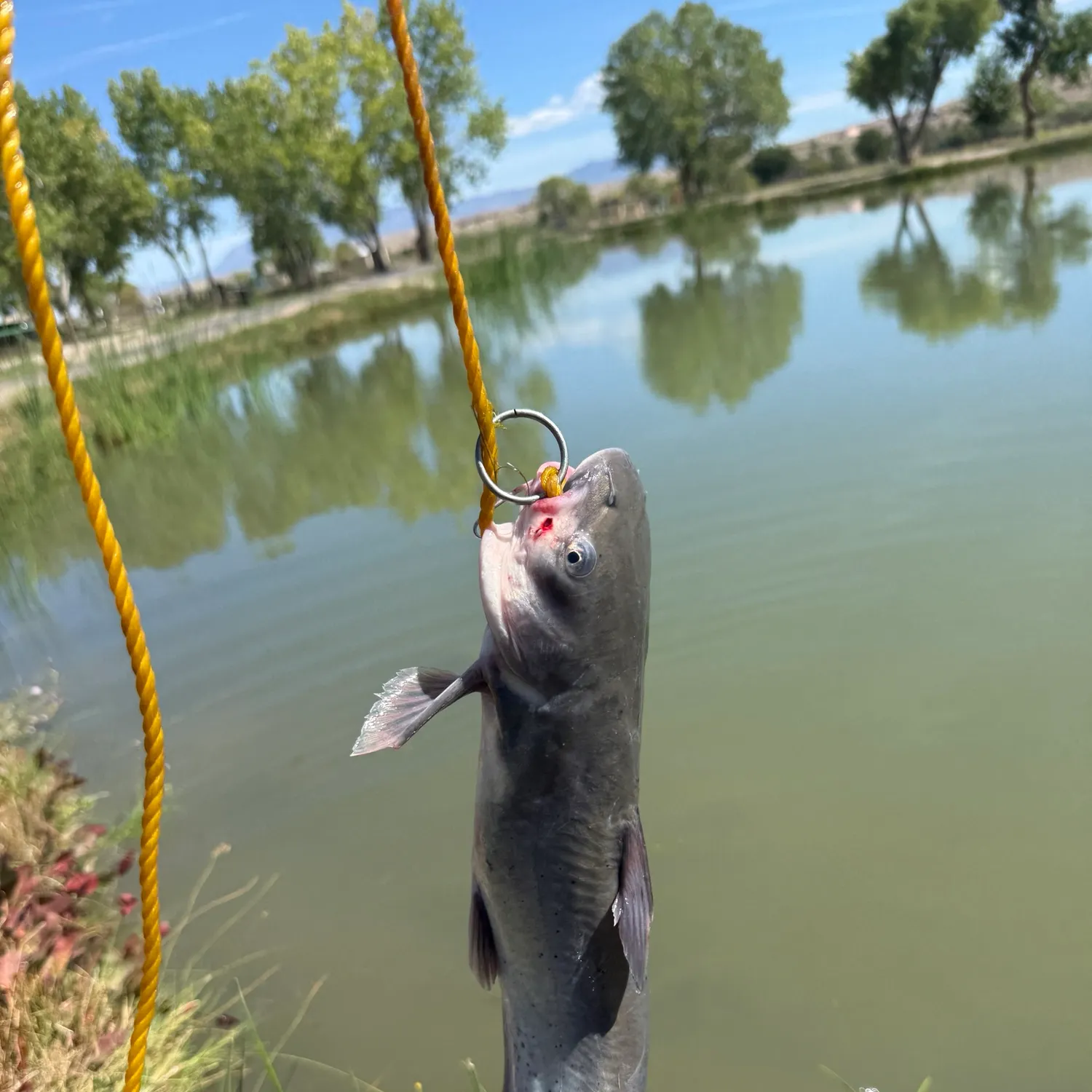 Channel catfish caught on Fishbrain