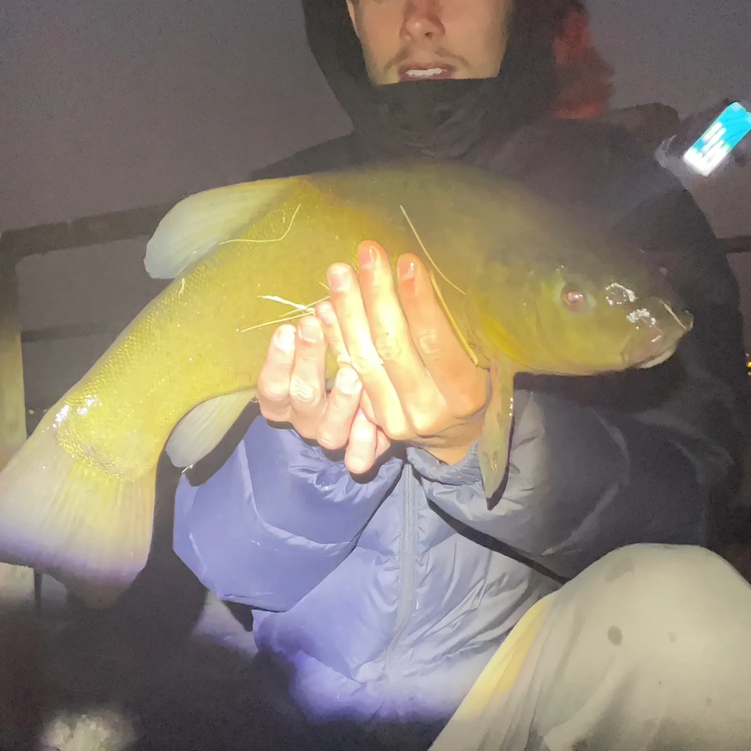 The most recent Tench catches on Fishbrain
