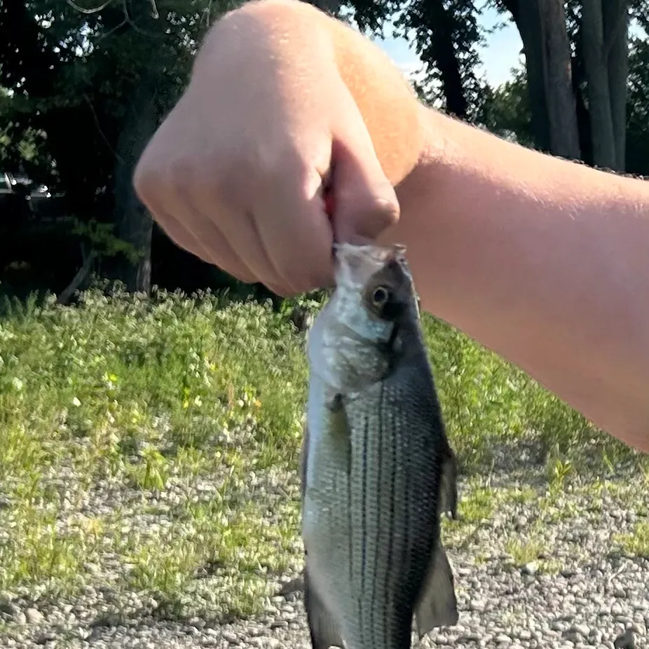 White bass caught on Fishbrain