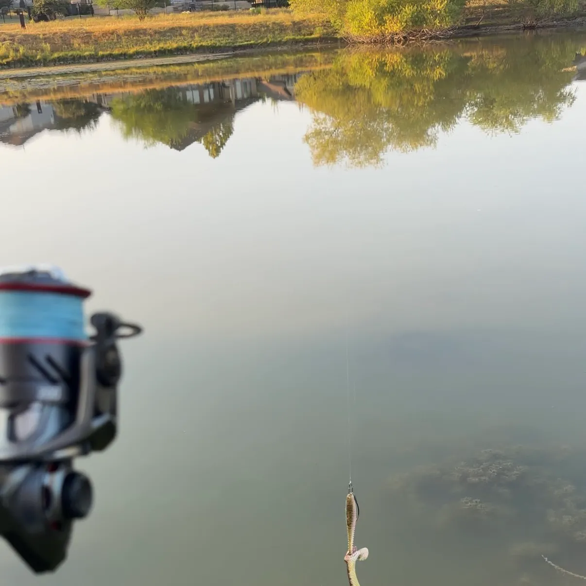 The most recent Snakefish catches on Fishbrain
