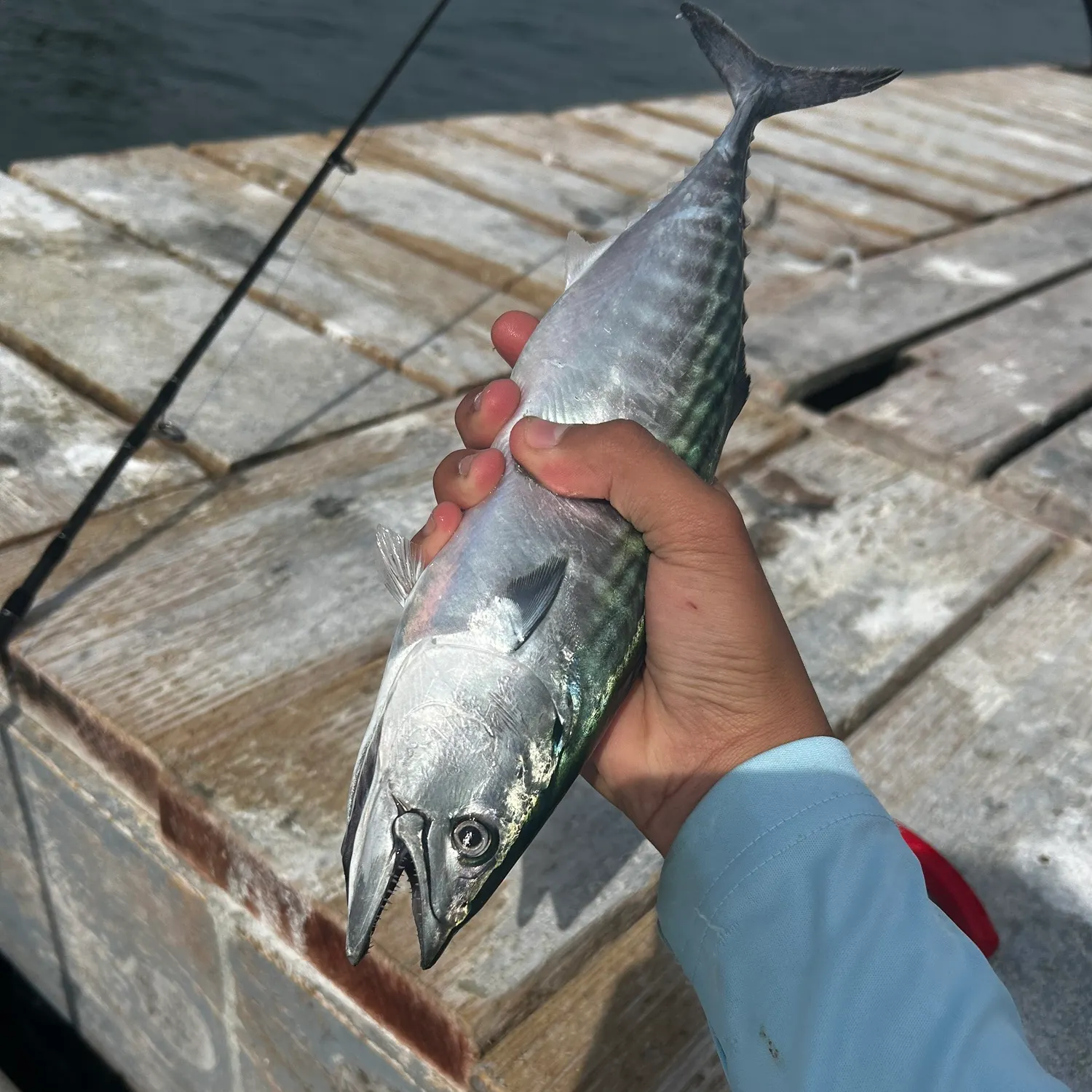 The most recent Pacific bonito catches on Fishbrain