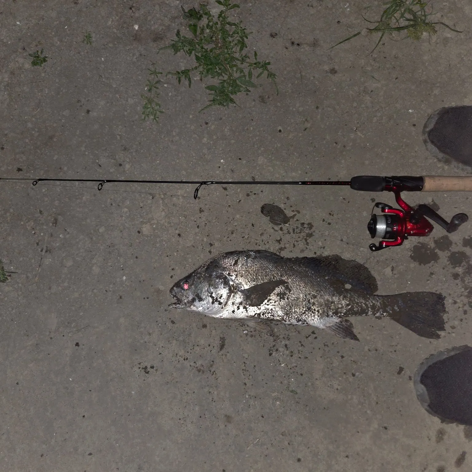 Freshwater drum caught on Fishbrain