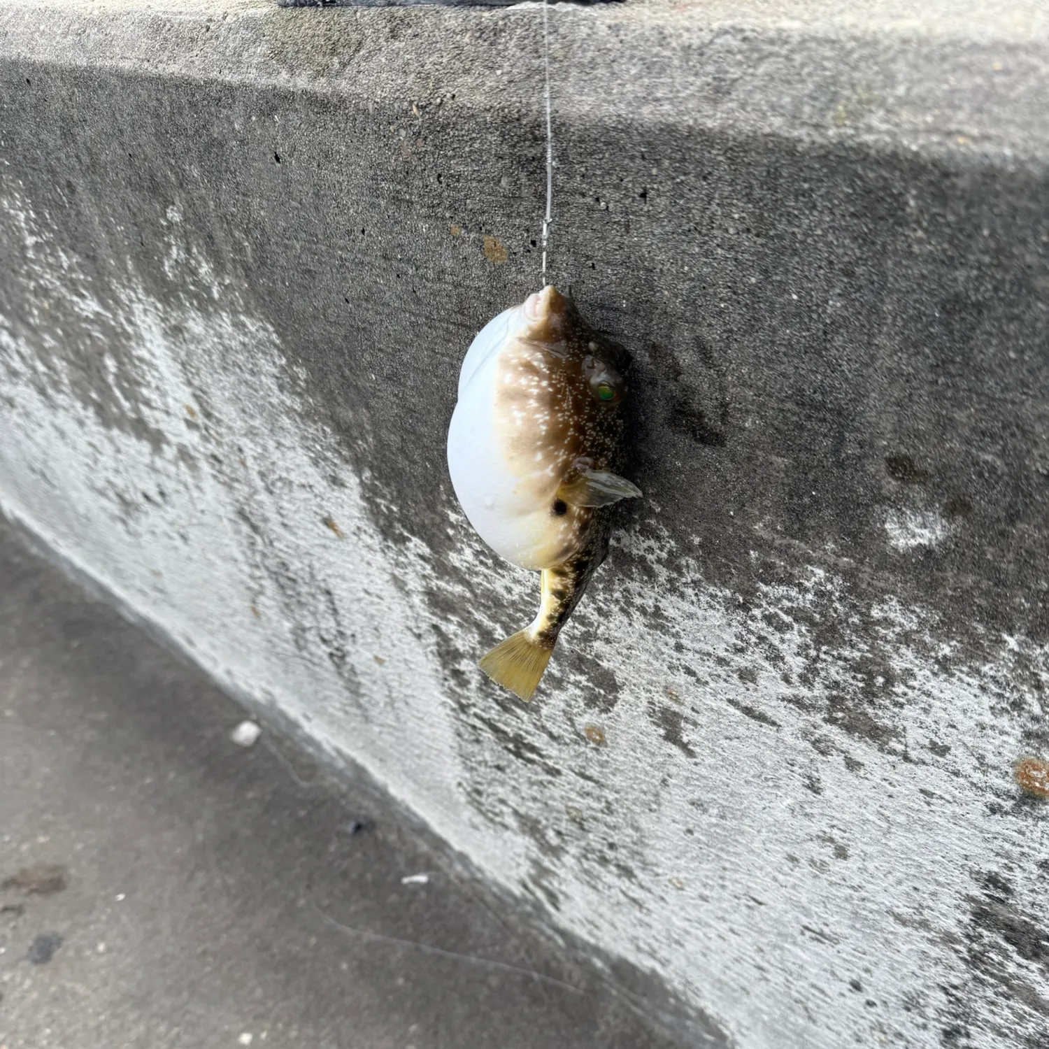 Checkered puffer caught on Fishbrain