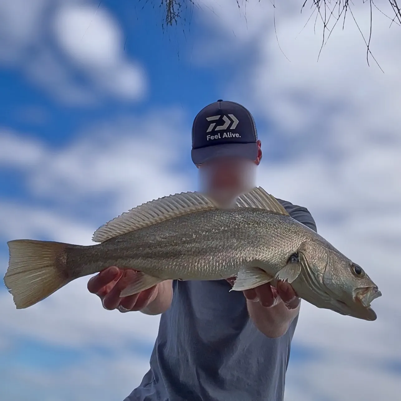 Japanese meagre caught on Fishbrain