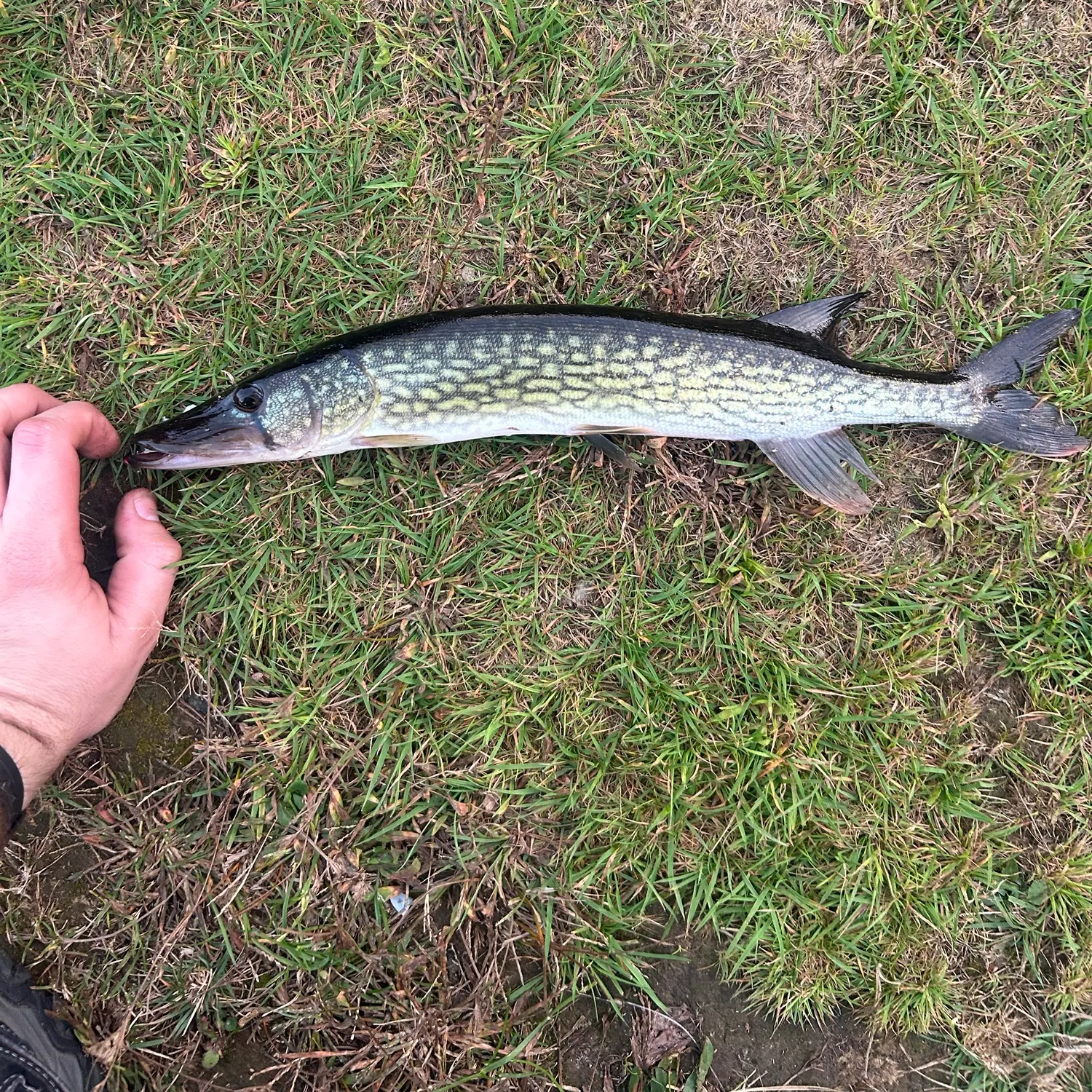 Chain pickerel caught on Fishbrain
