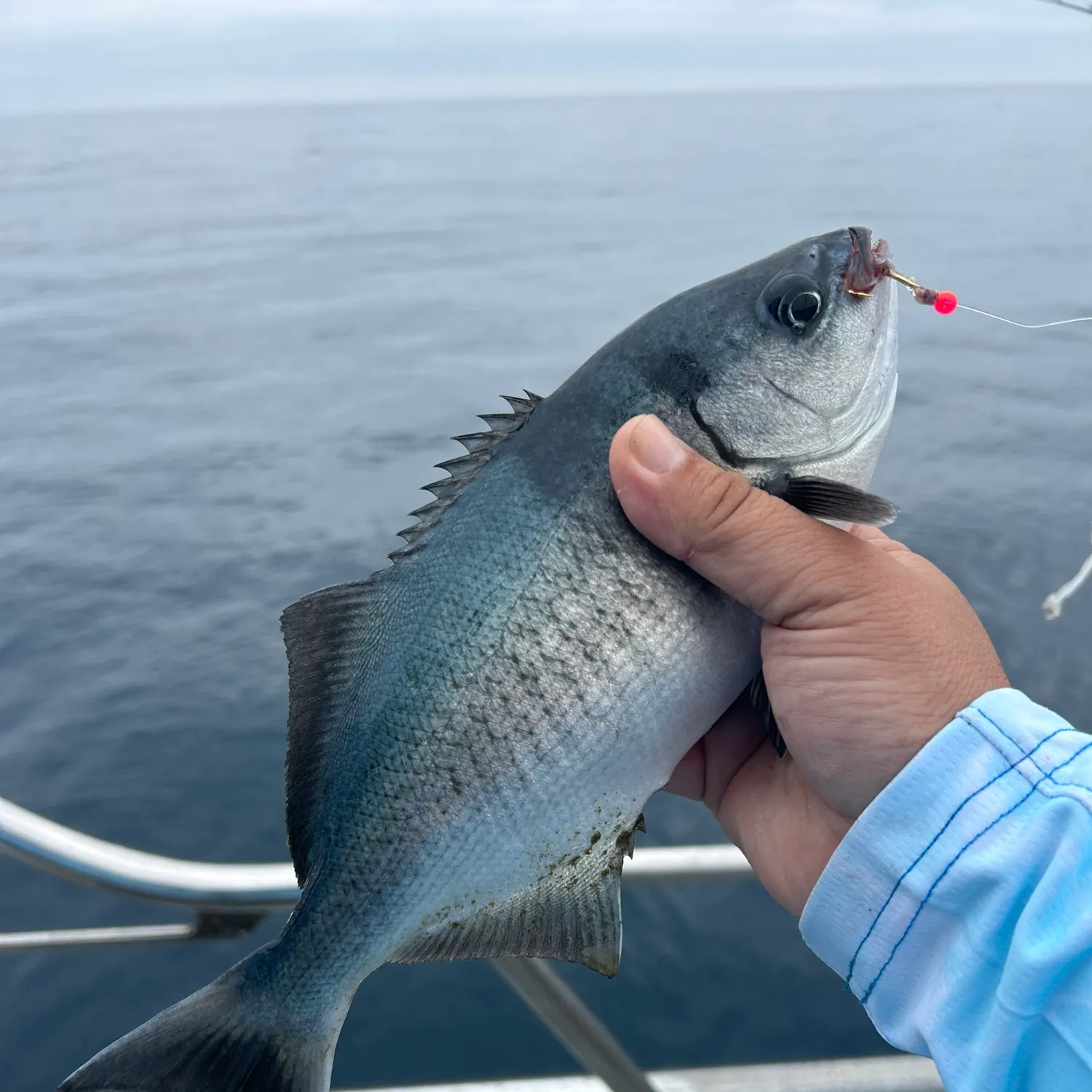 The most recent Halfmoon catches on Fishbrain