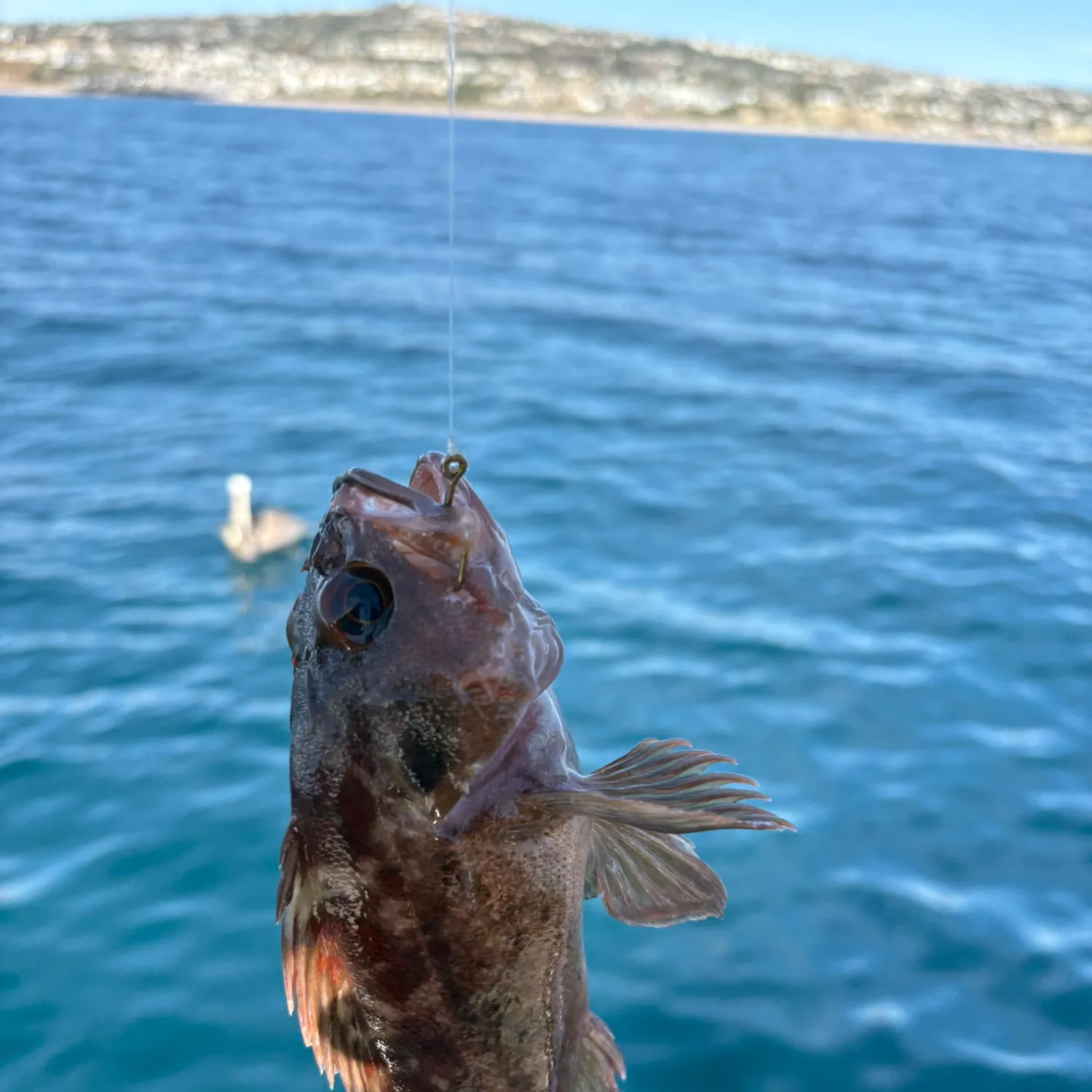 The most recent Gopher rockfish catches on Fishbrain
