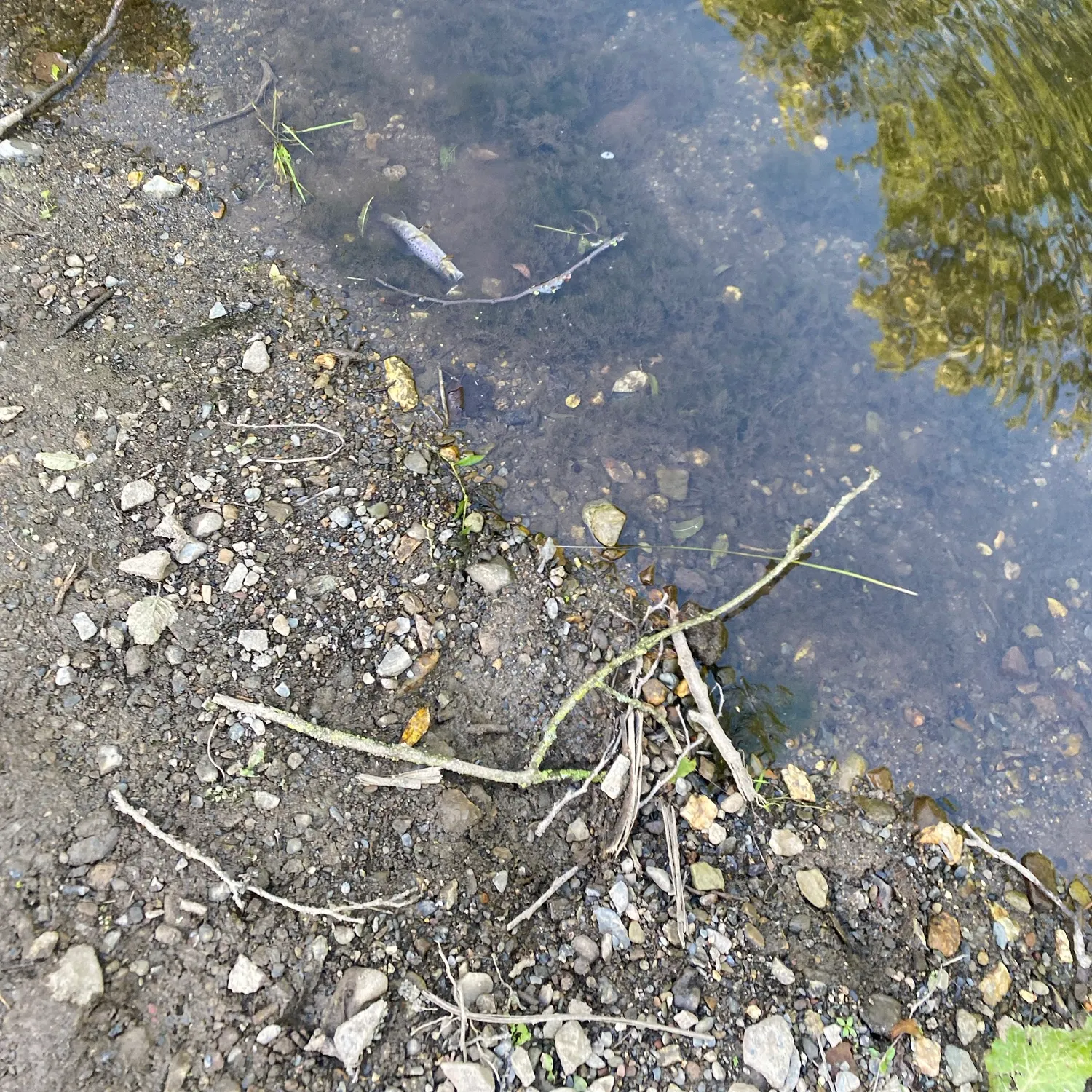 Brown trout caught on Fishbrain