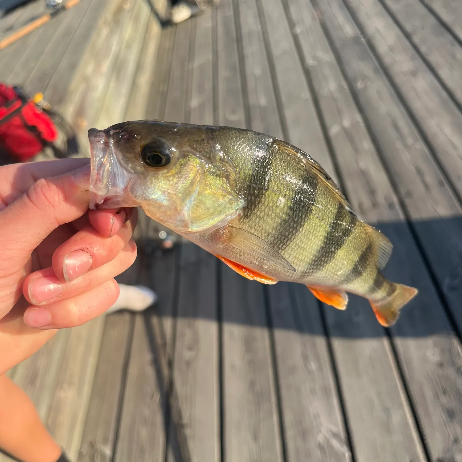 European perch caught on Fishbrain