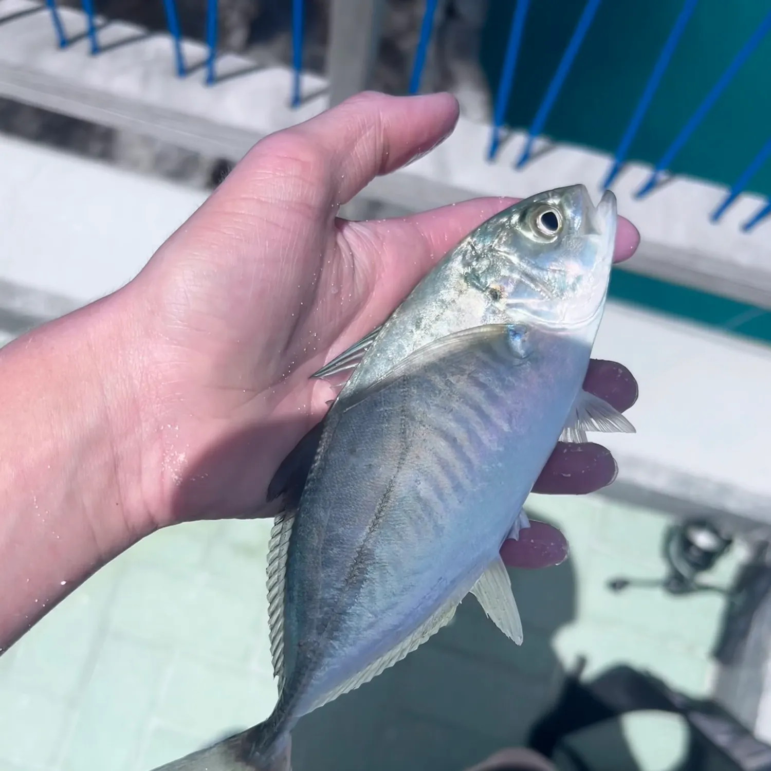 Blue runner caught on Fishbrain
