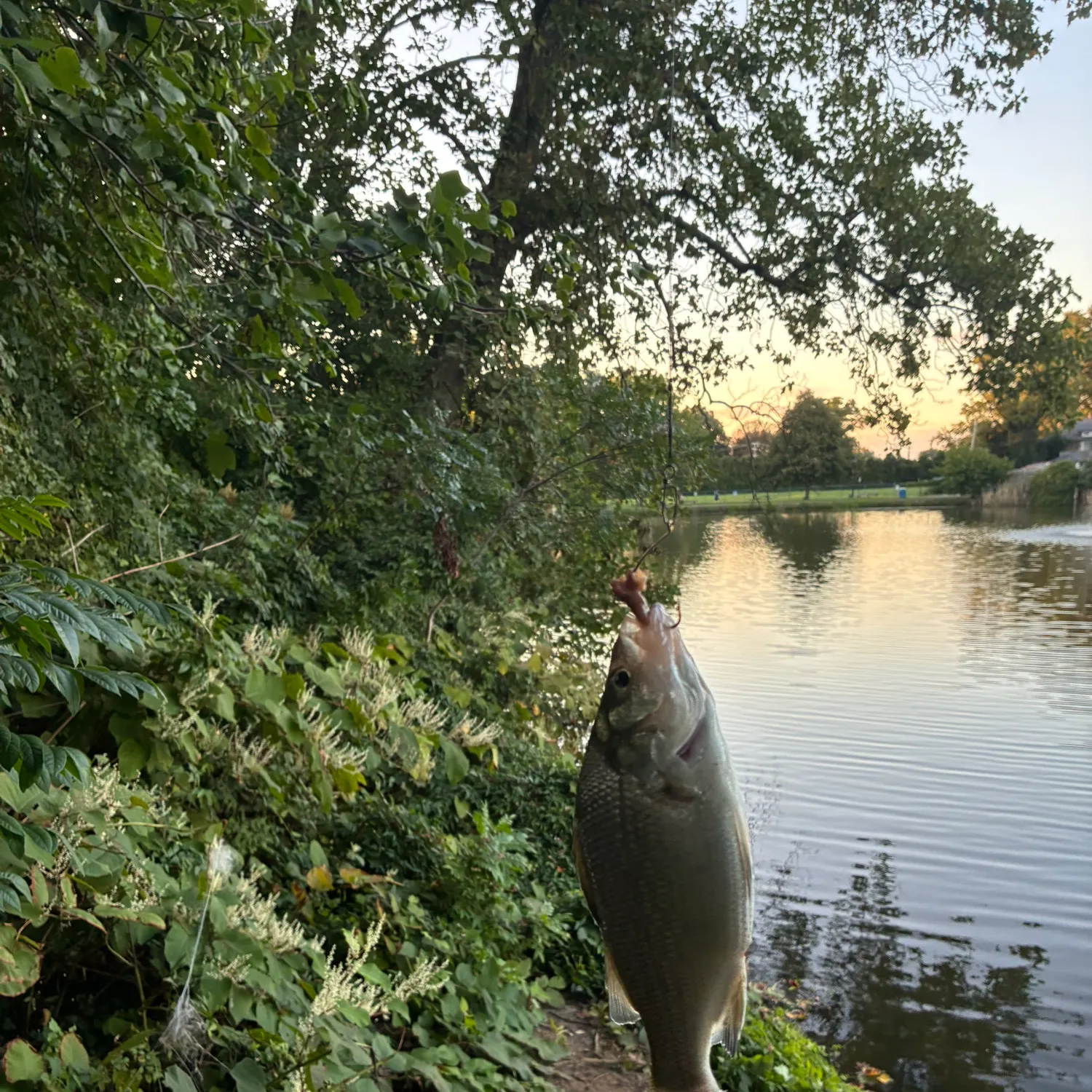 White perch caught on Fishbrain
