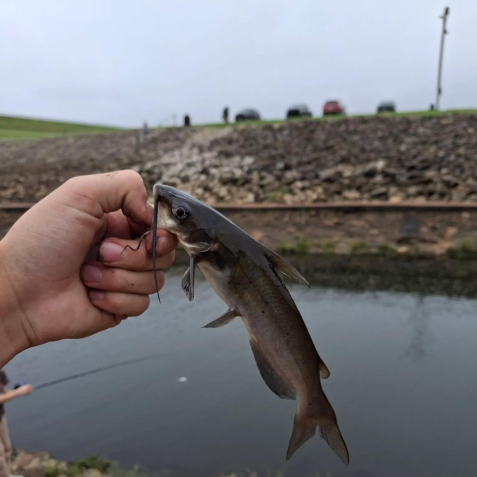 Channel catfish caught on Fishbrain