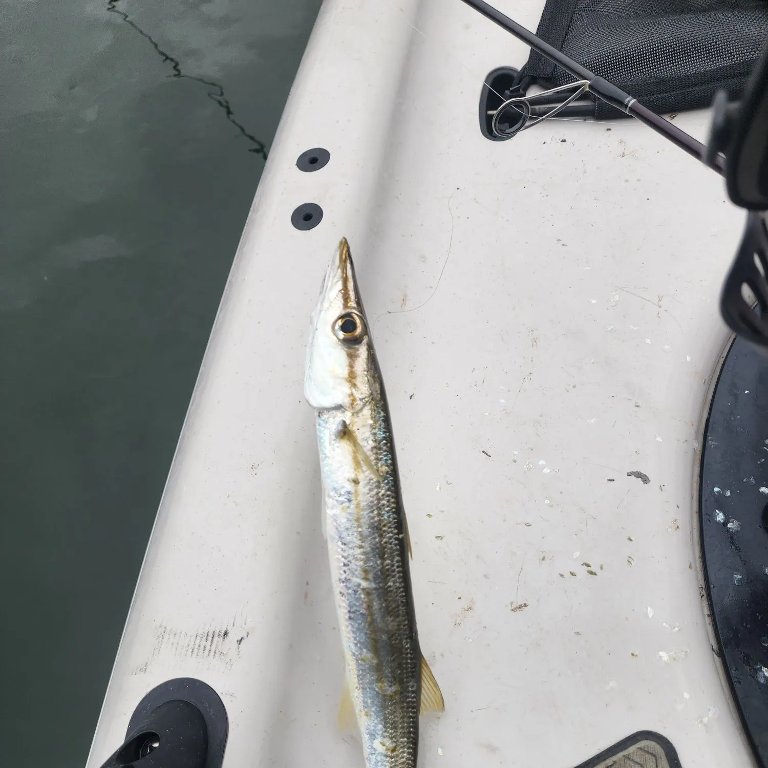 The most recent Longfin pike catches on Fishbrain