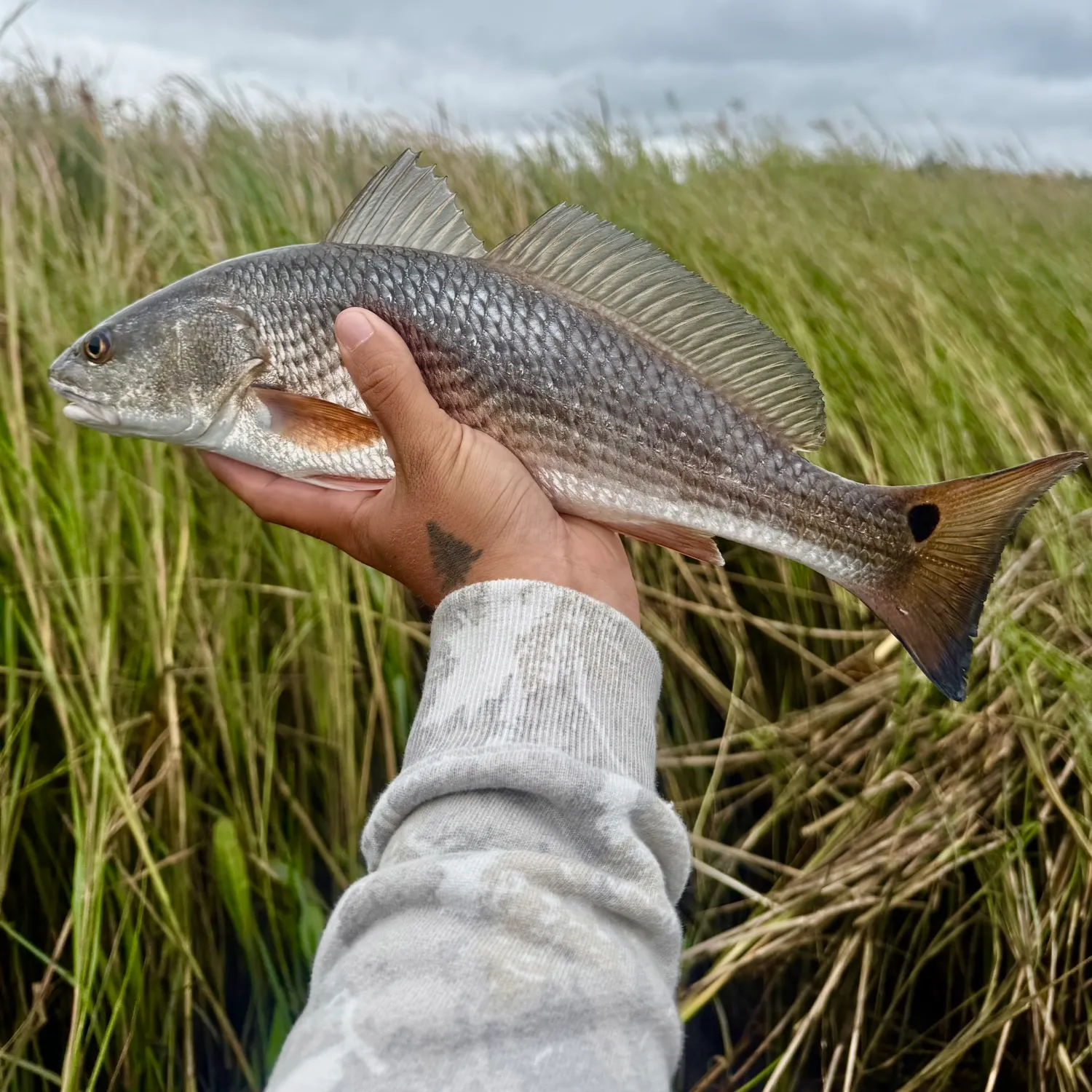 Red drum caught on Fishbrain