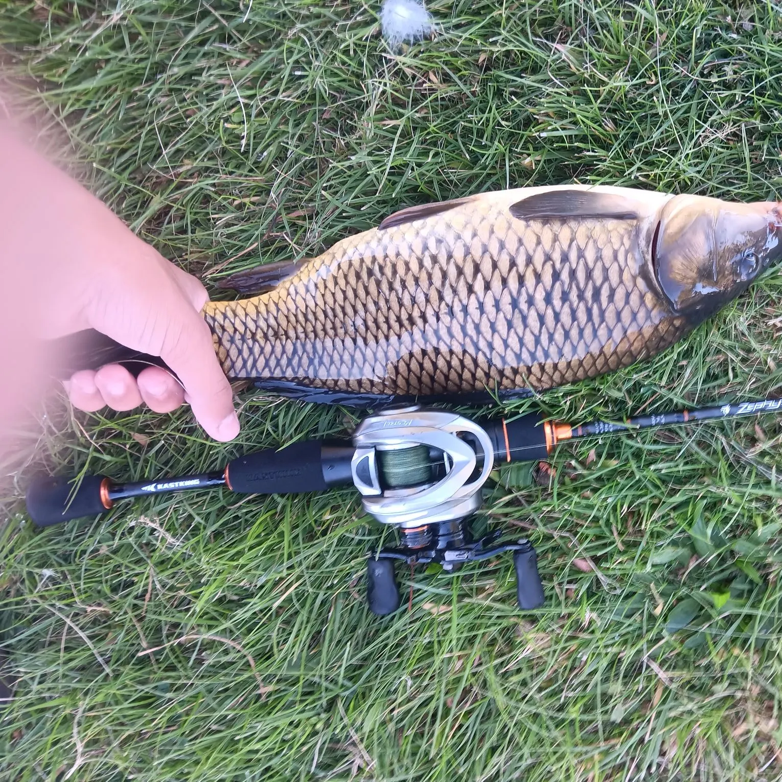Common carp caught on Fishbrain