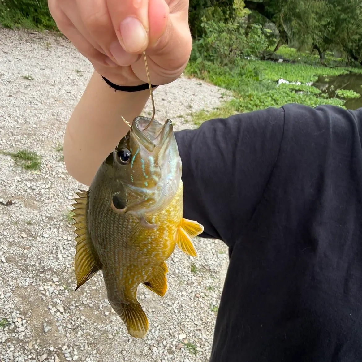 Green sunfish caught on Fishbrain