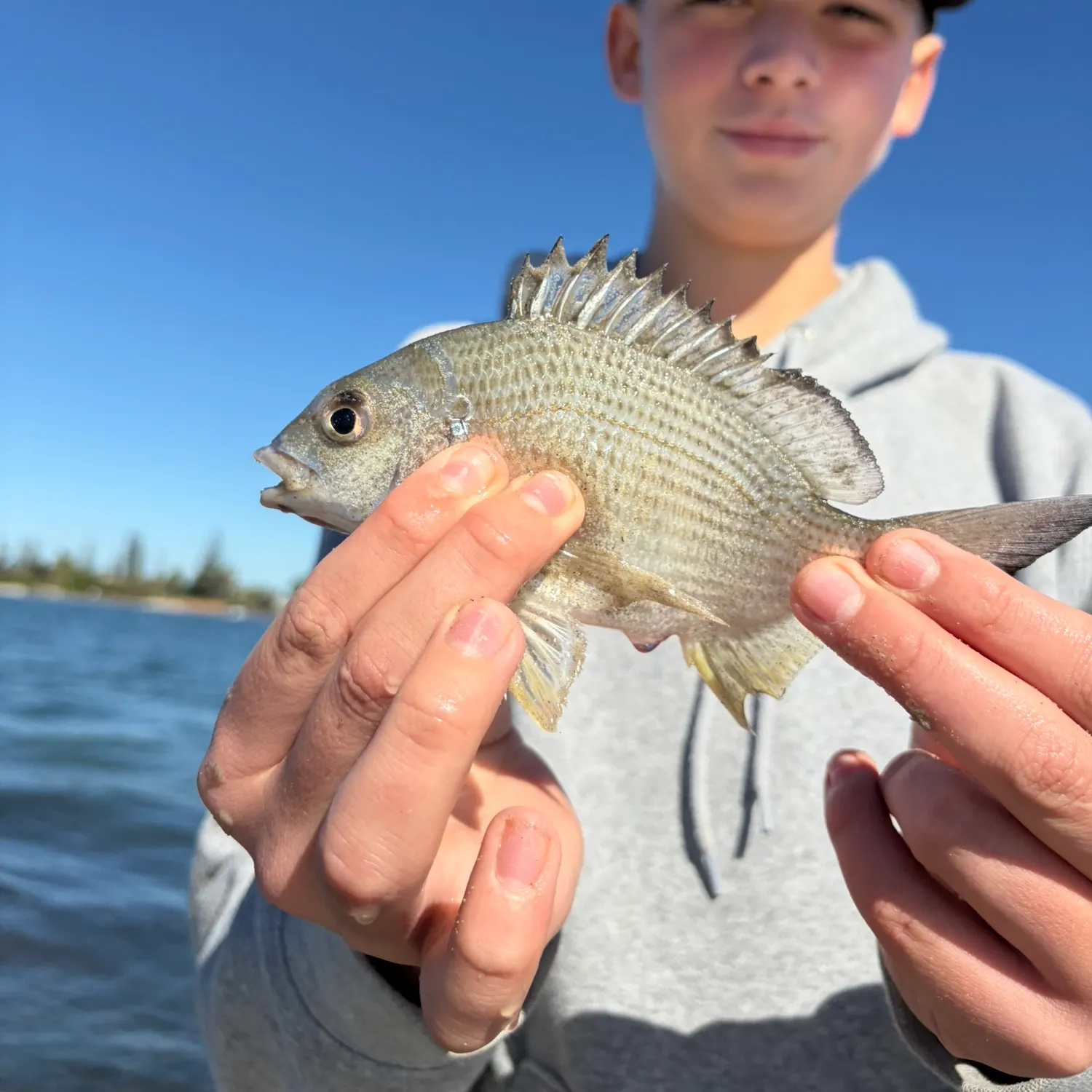 Surf bream caught on Fishbrain