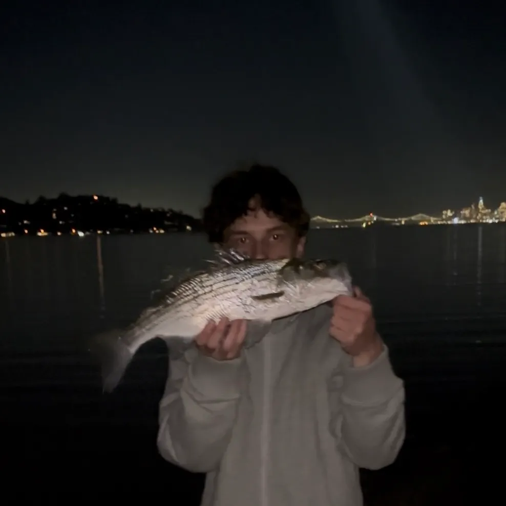 Striped bass caught on Fishbrain