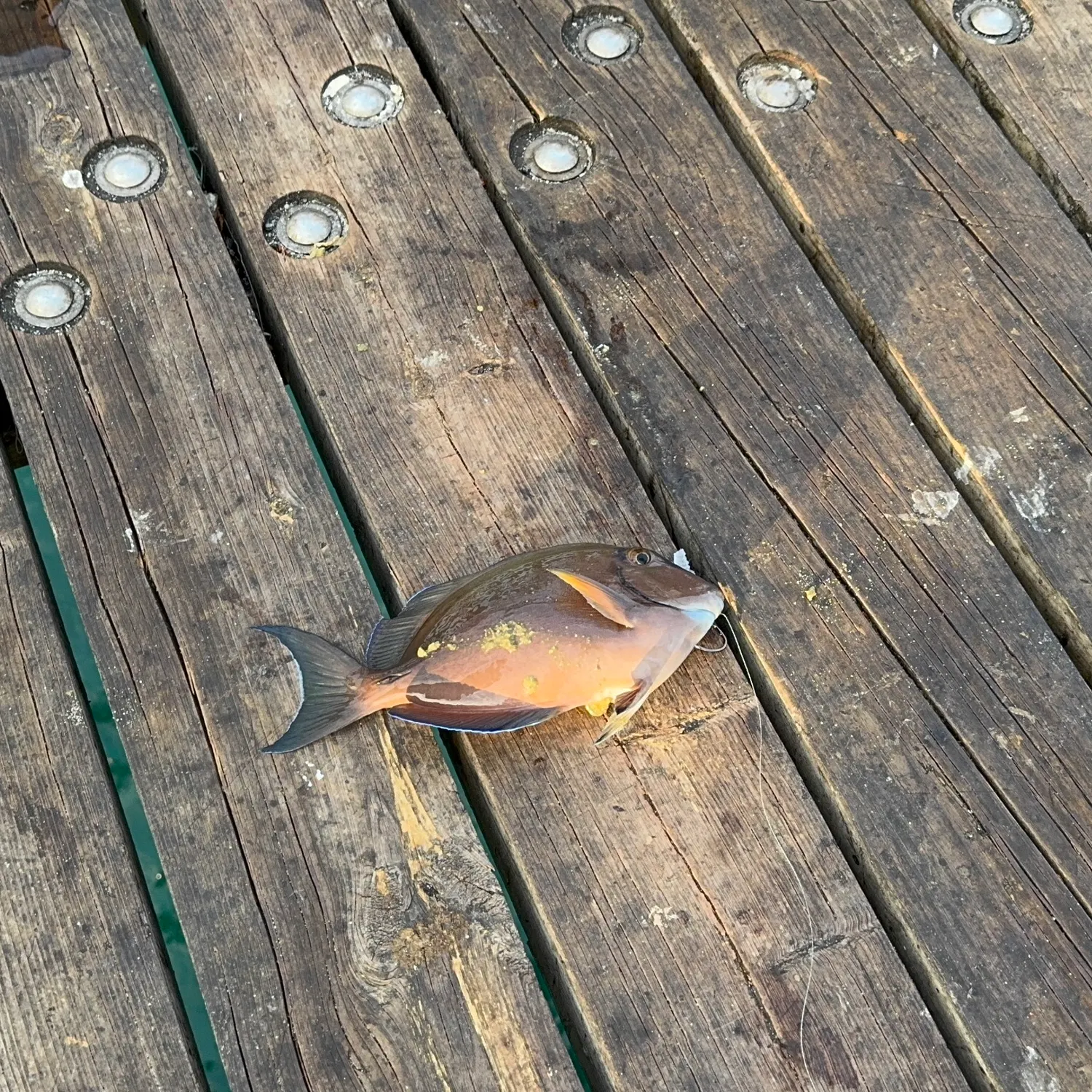 The most recent Eyestripe surgeonfish catches on Fishbrain