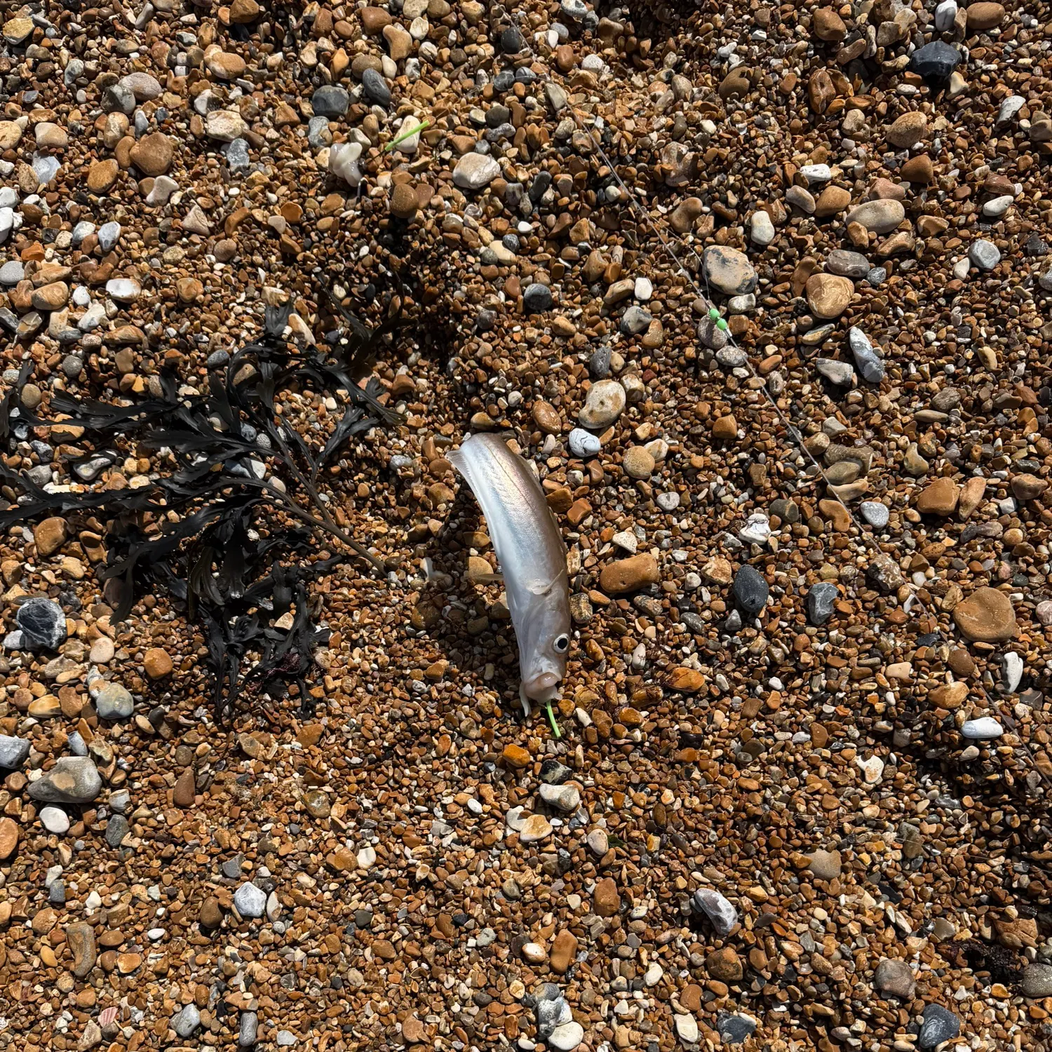 The most recent Whiting catches on Fishbrain