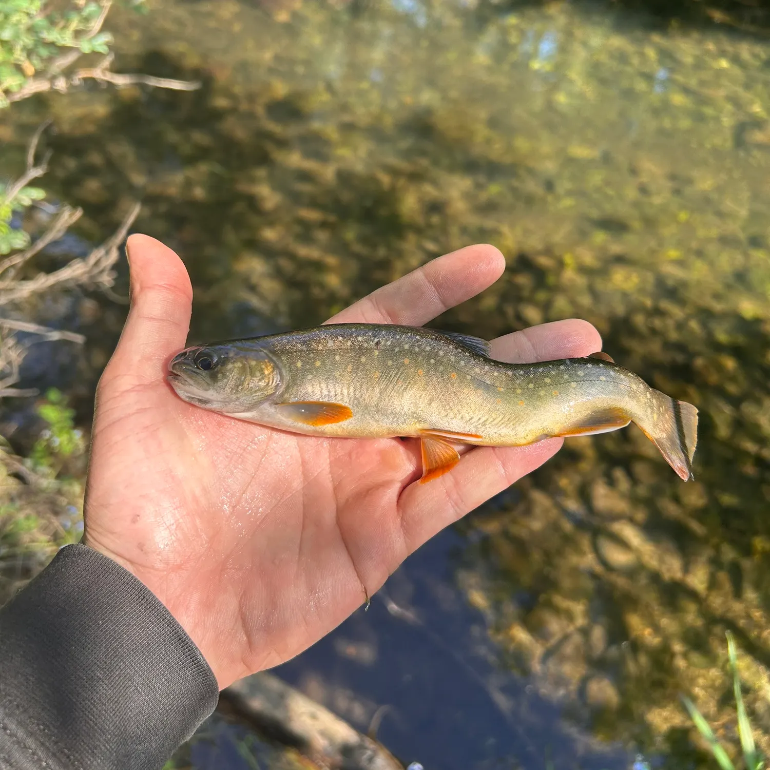 The most recent Dolly varden catches on Fishbrain