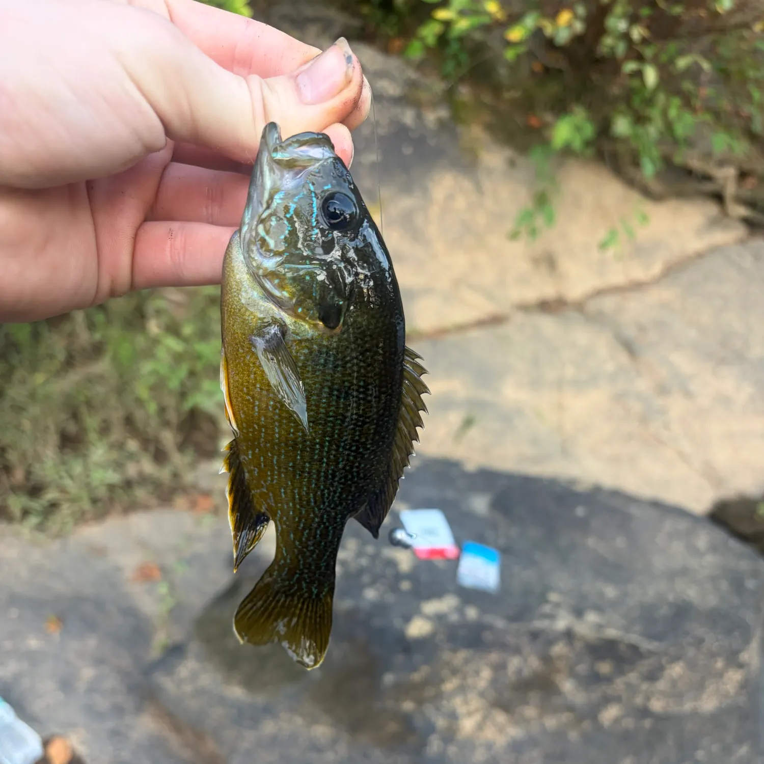 Rock bass caught on Fishbrain