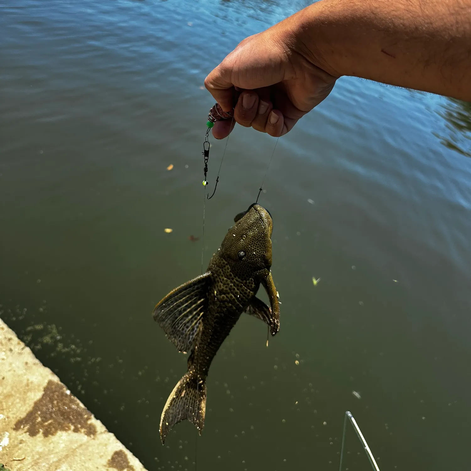 The most recent Suckermouth catfish catches on Fishbrain
