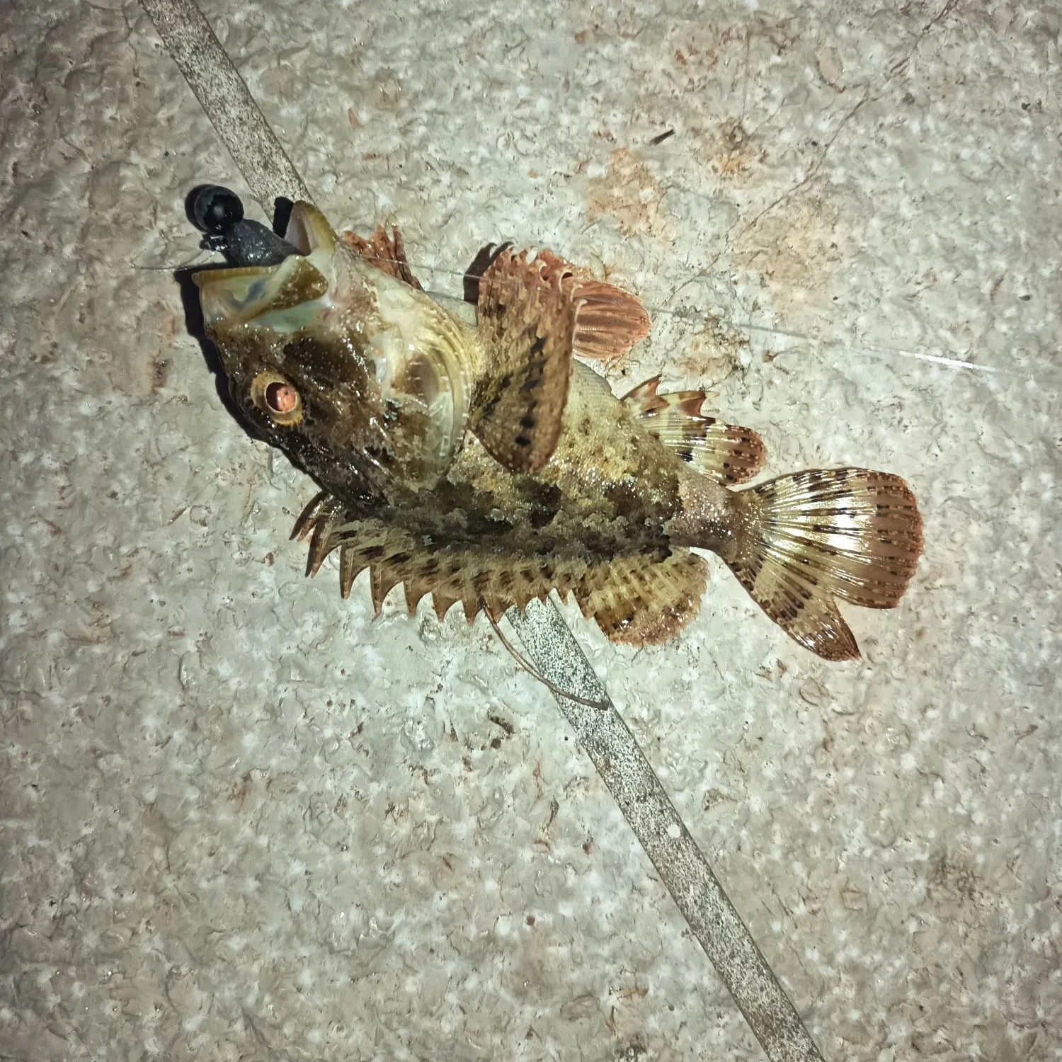 The most recent Black scorpionfish catches on Fishbrain