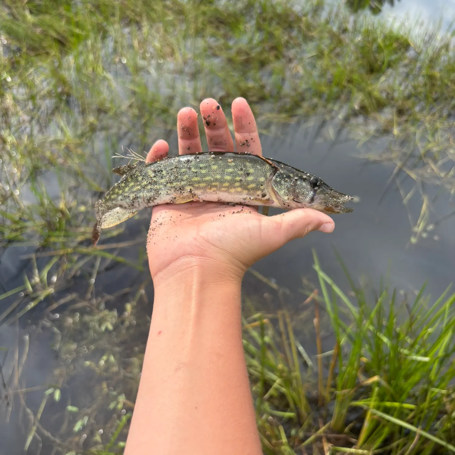 Chain pickerel caught on Fishbrain