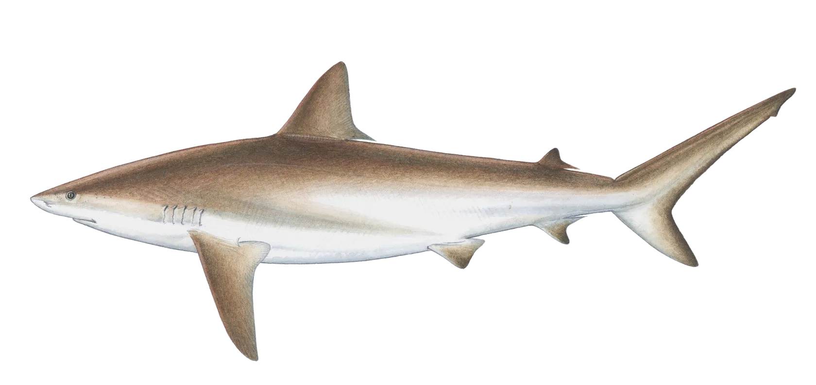 Caribbean reef shark