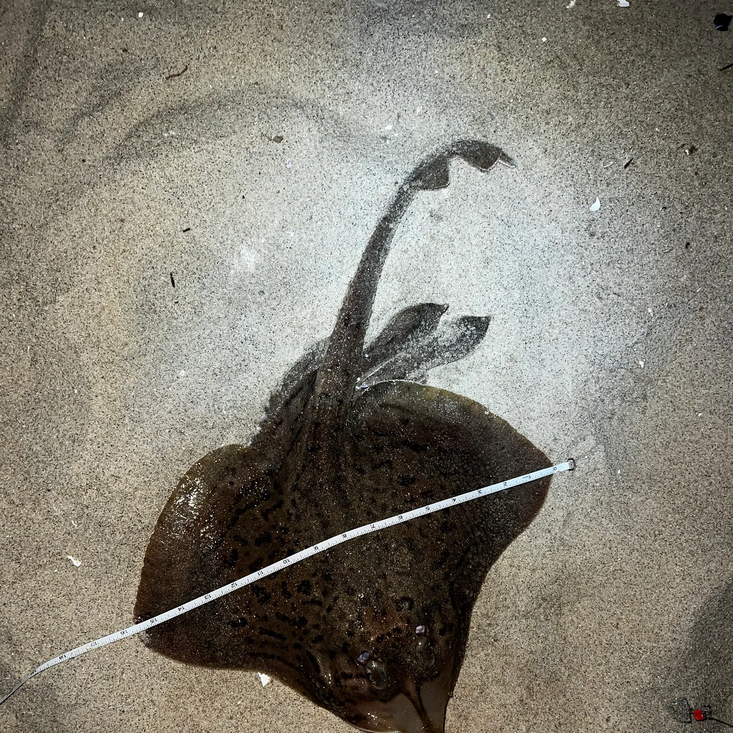 The most recent Clearnose skate catches on Fishbrain