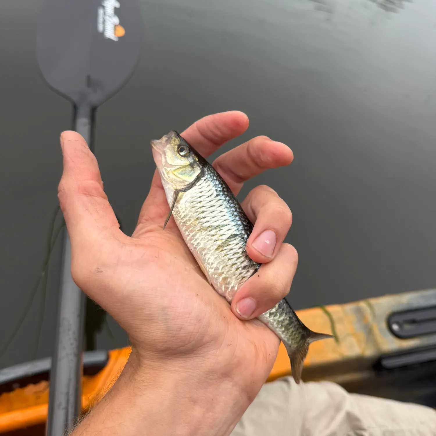 Striped shiner caught on Fishbrain