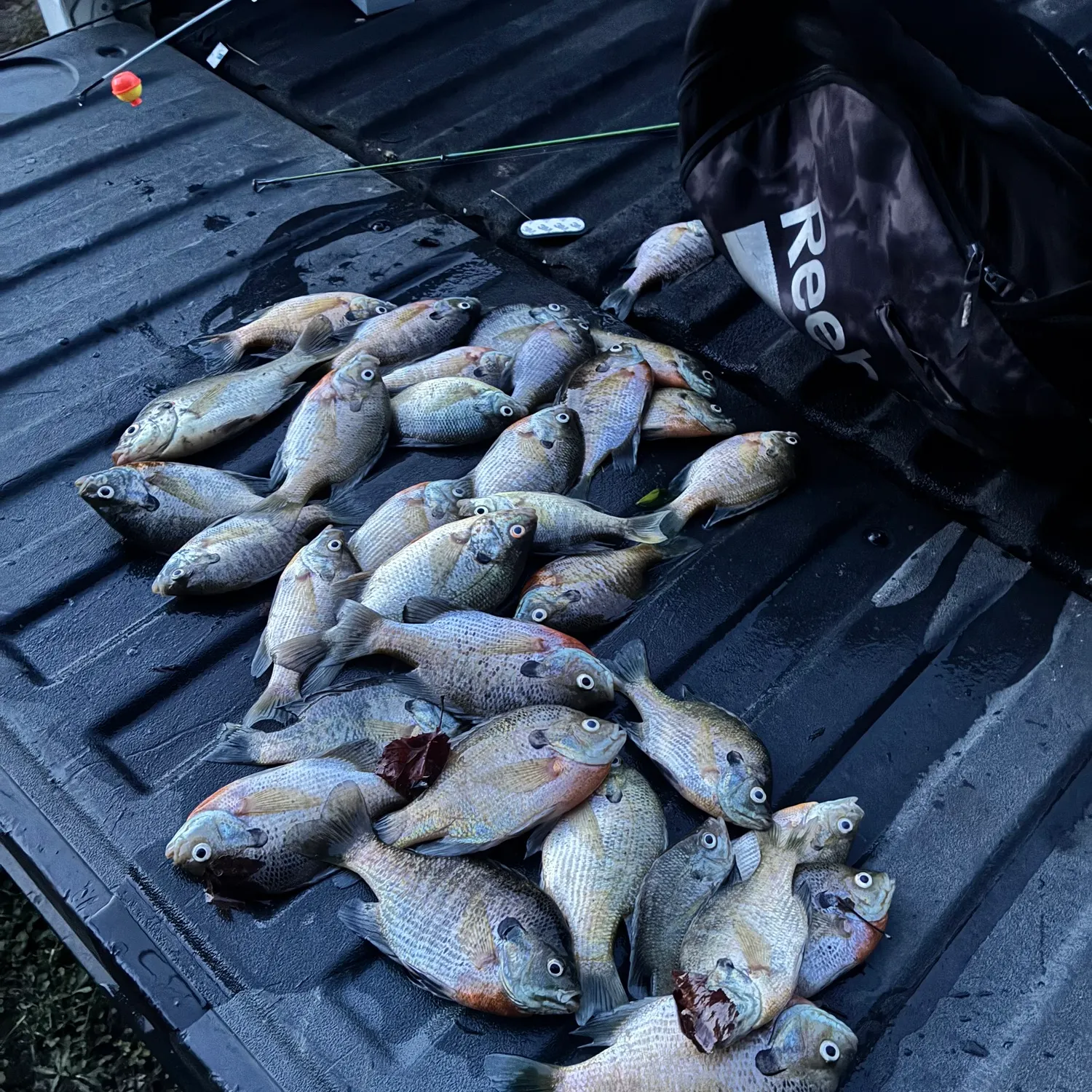 recently logged catches