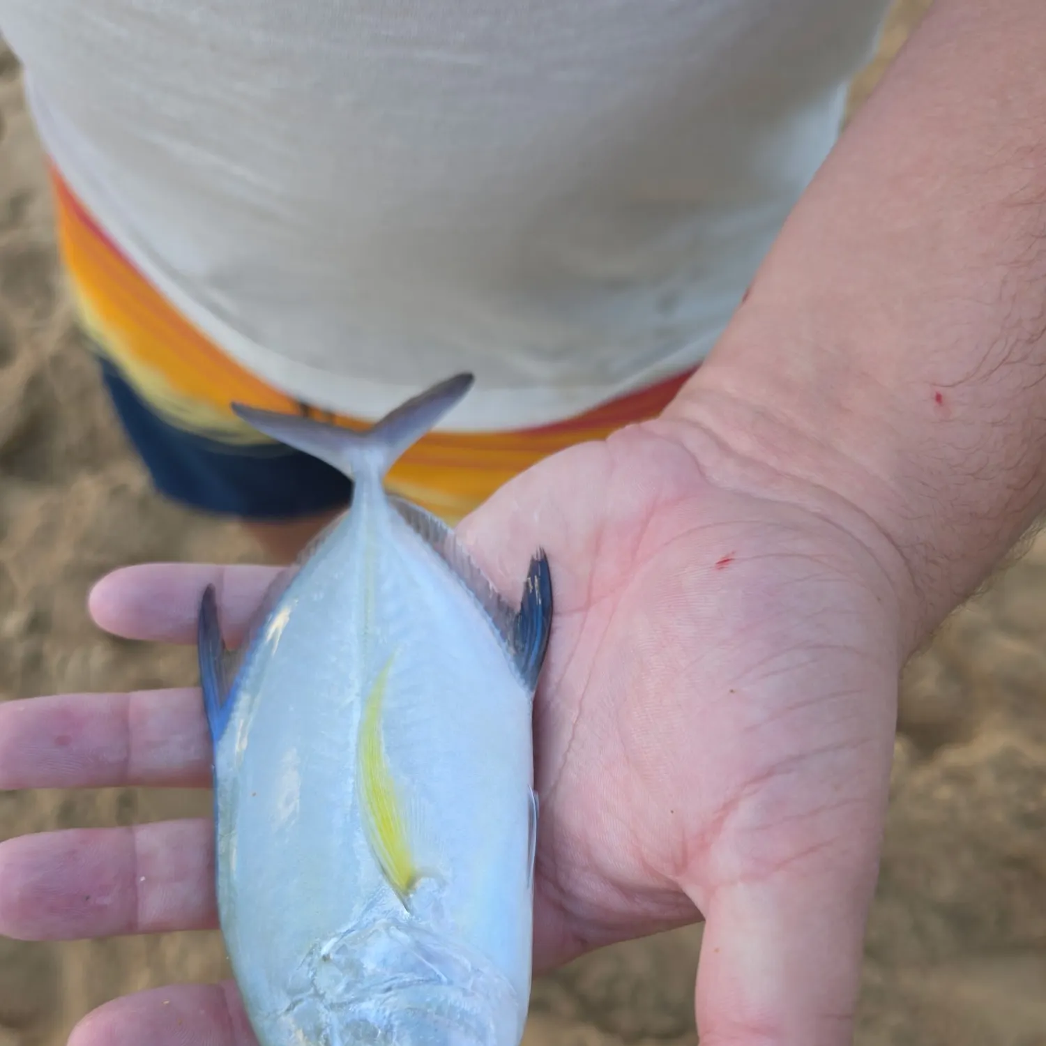Bluefin trevally caught on Fishbrain