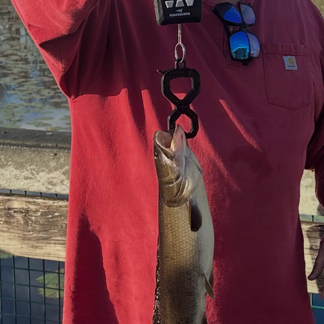 recently logged catches