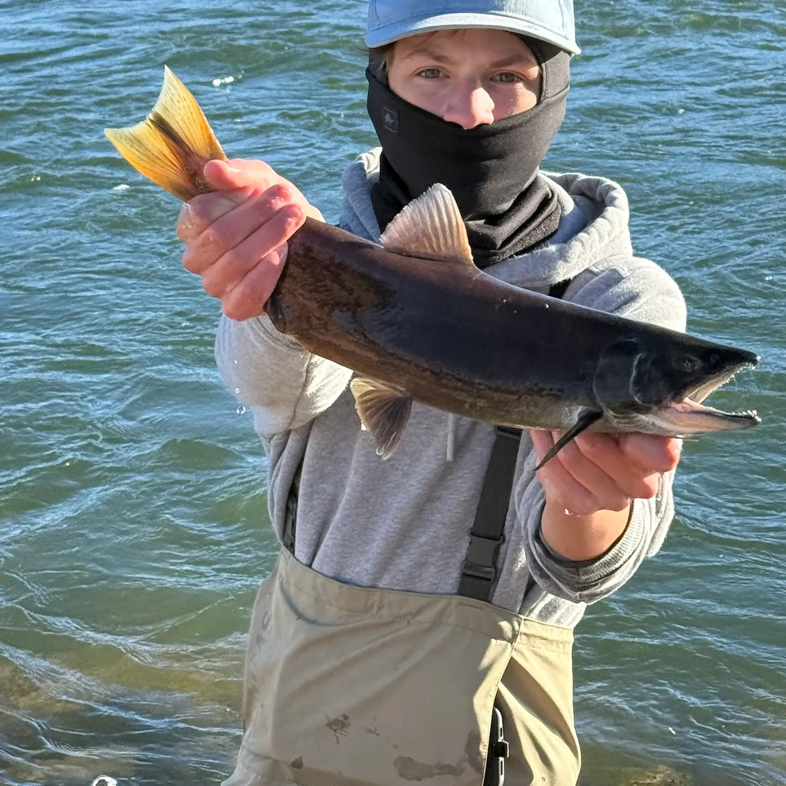 The most recent Kokanee salmon catches on Fishbrain