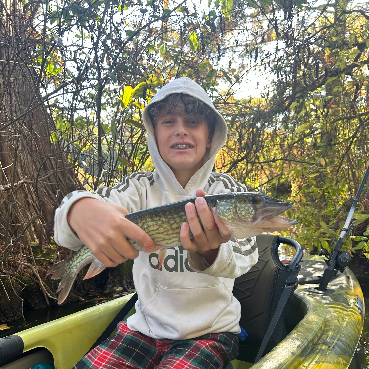 Chain pickerel caught on Fishbrain