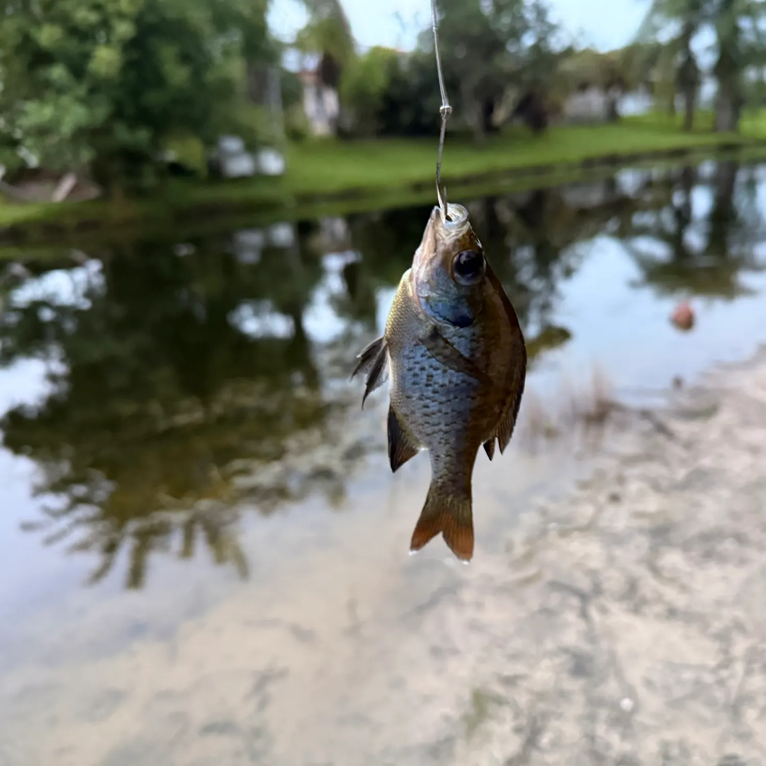 Bluegill caught on Fishbrain