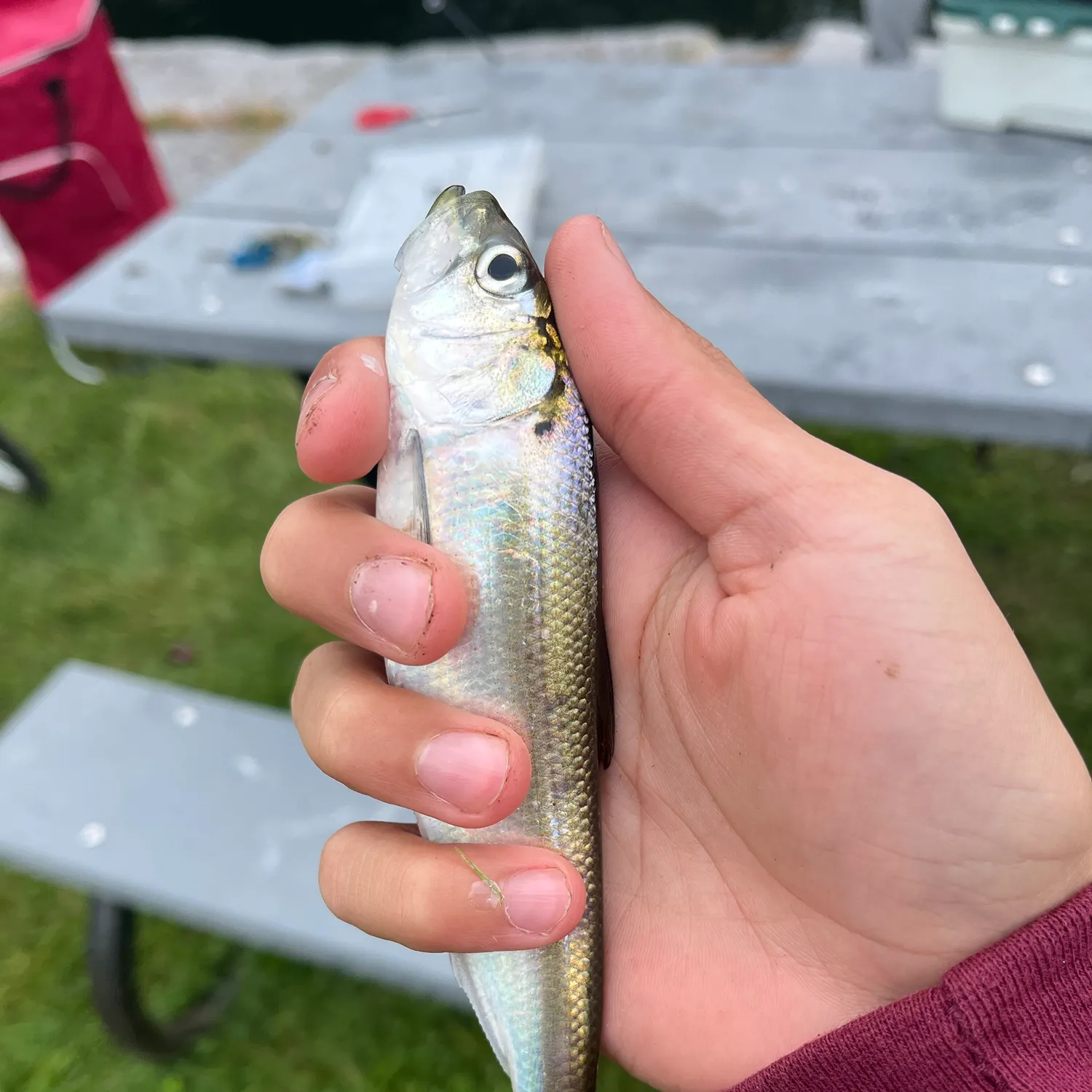 Alewife caught on Fishbrain