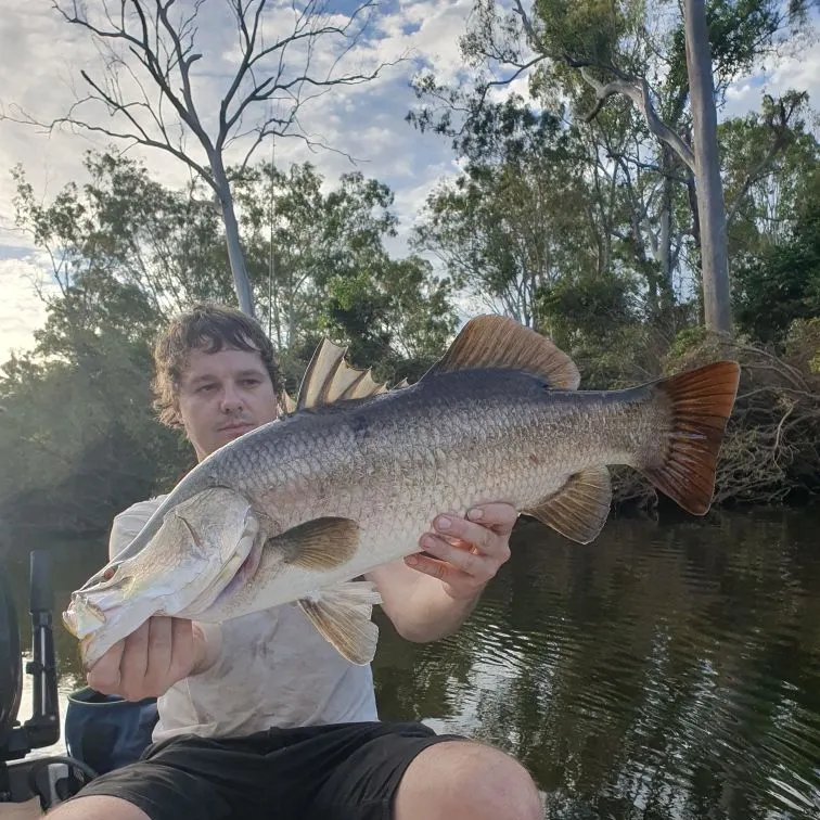 The most recent Barramundi catches on Fishbrain