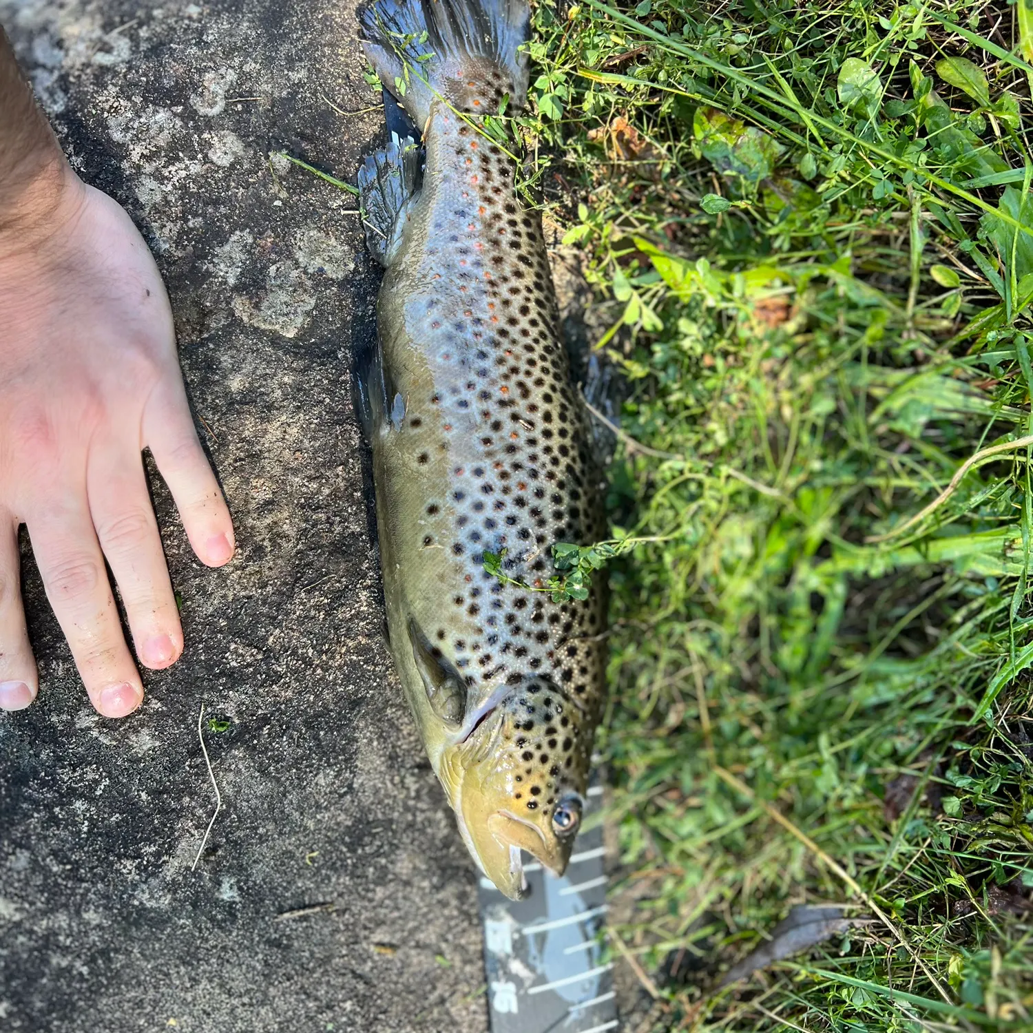 Brown trout caught on Fishbrain