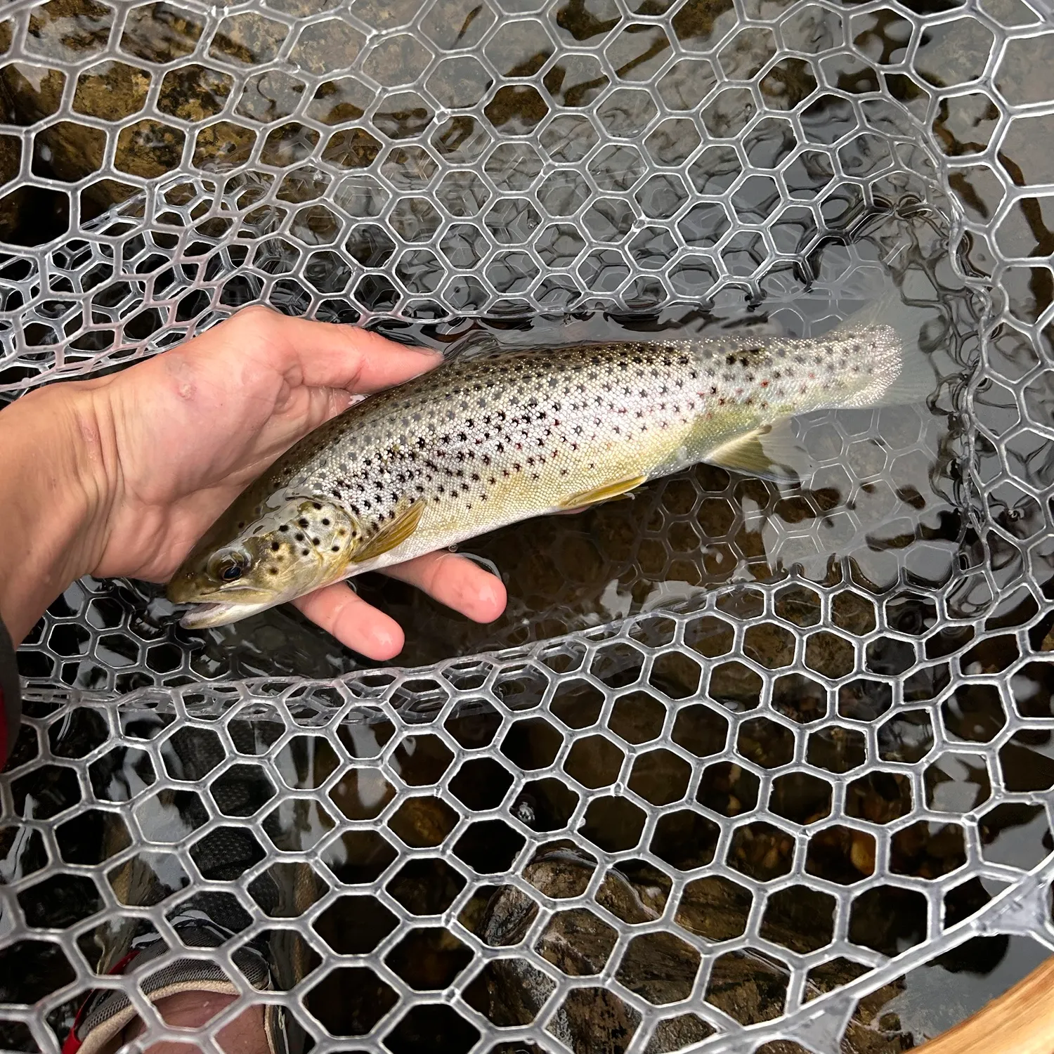 Brown trout caught on Fishbrain